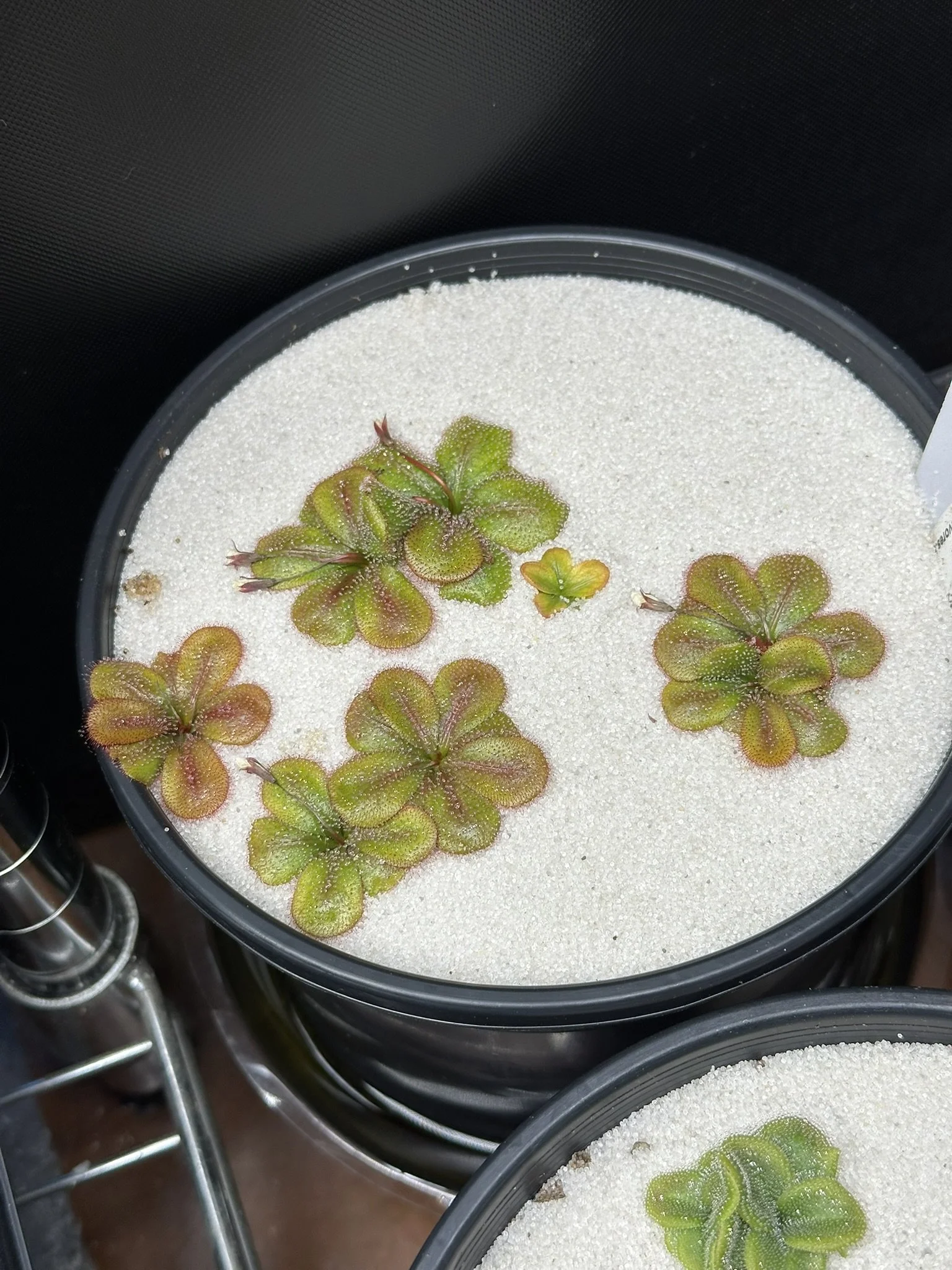 Drosera tubaestylis