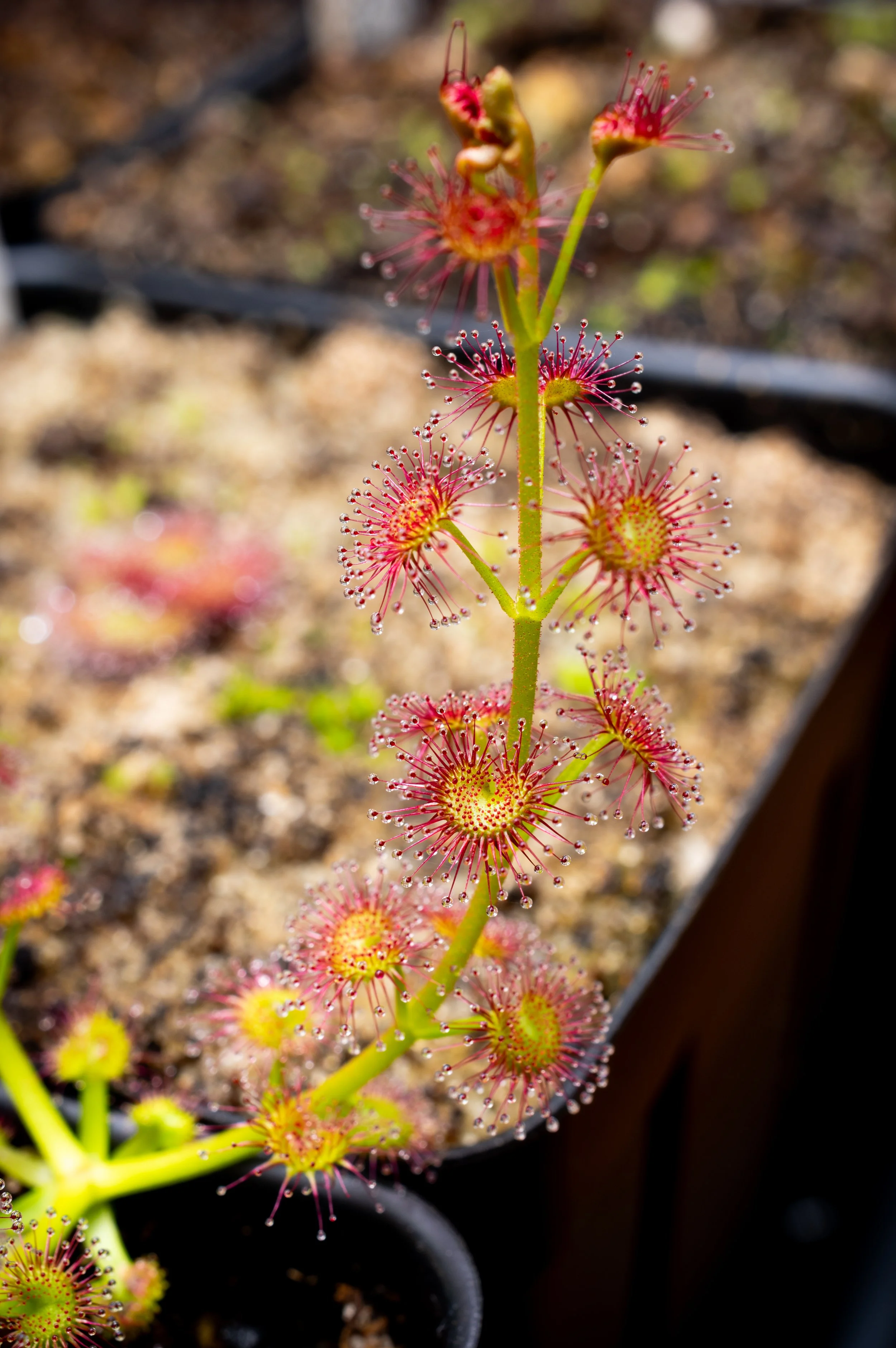 droserastoloniferastemgrowth20250123_687.jpg
