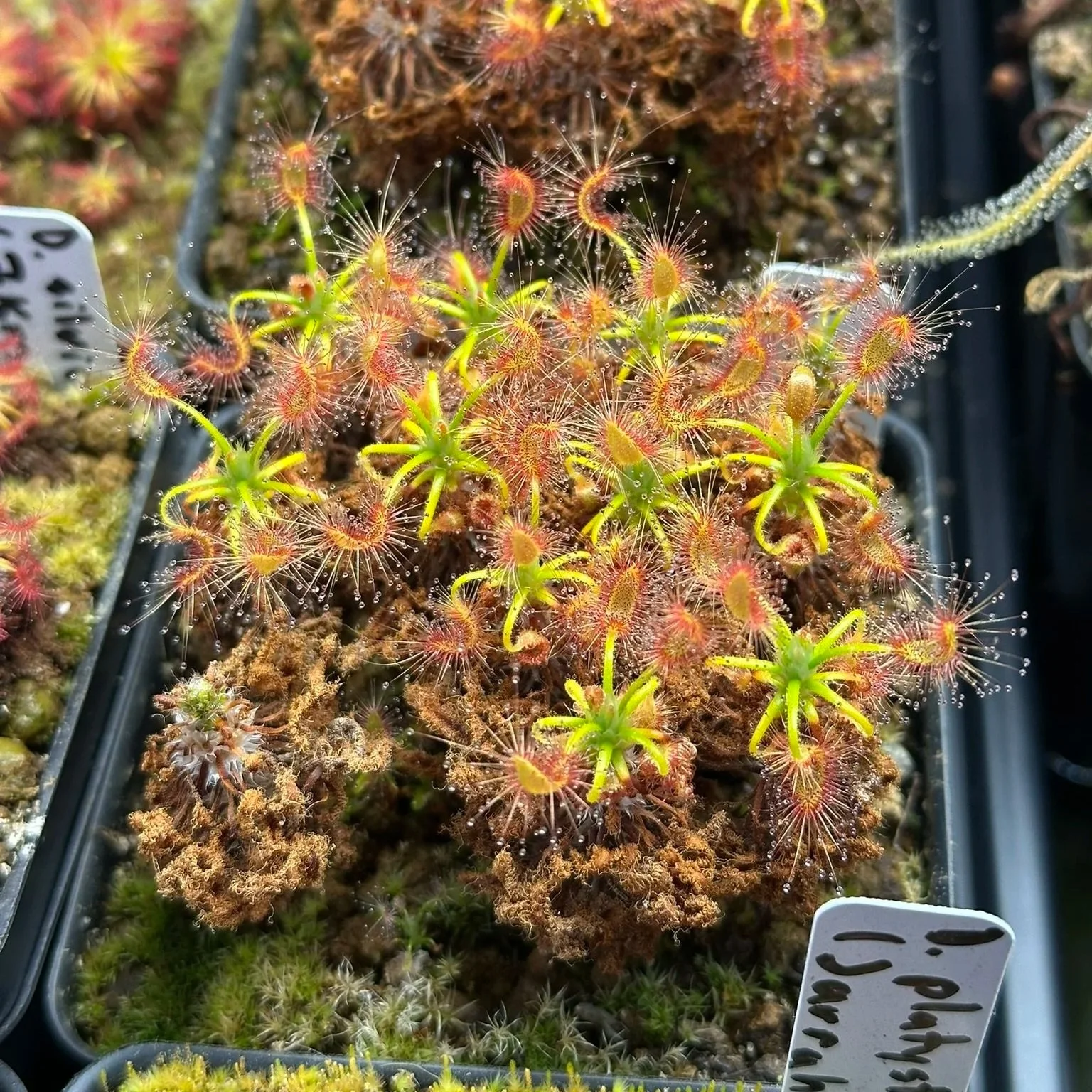 Drosera scorpioides (Albany)