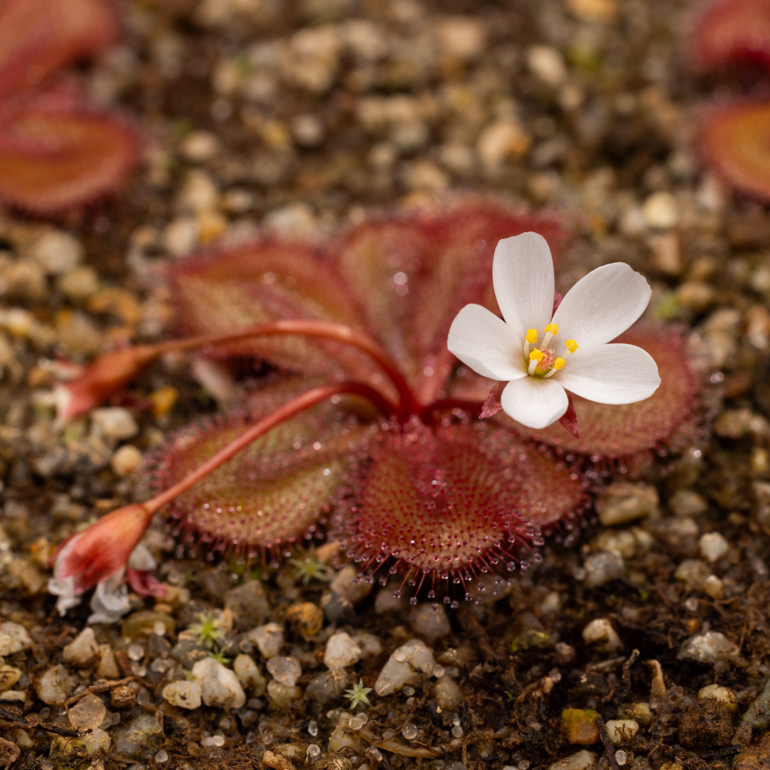 Drosera tubaestylis