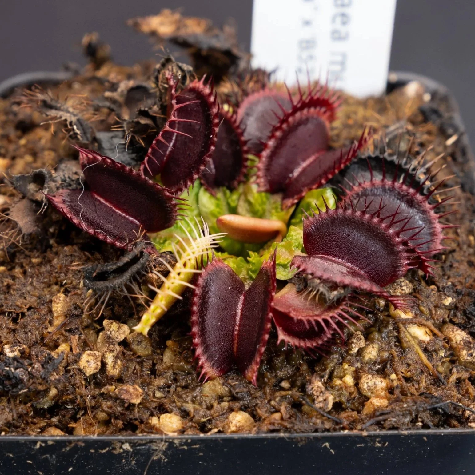 Dionaea muscipula "Aspera" x 'B52'