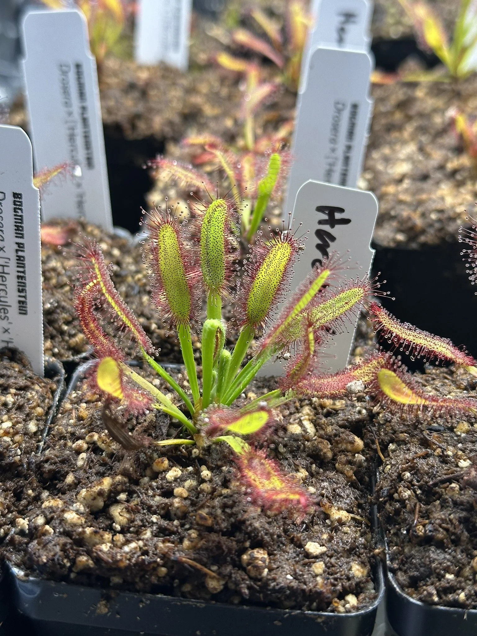 SEEDS - Drosera x ['Hercules' x 'Hercules’]