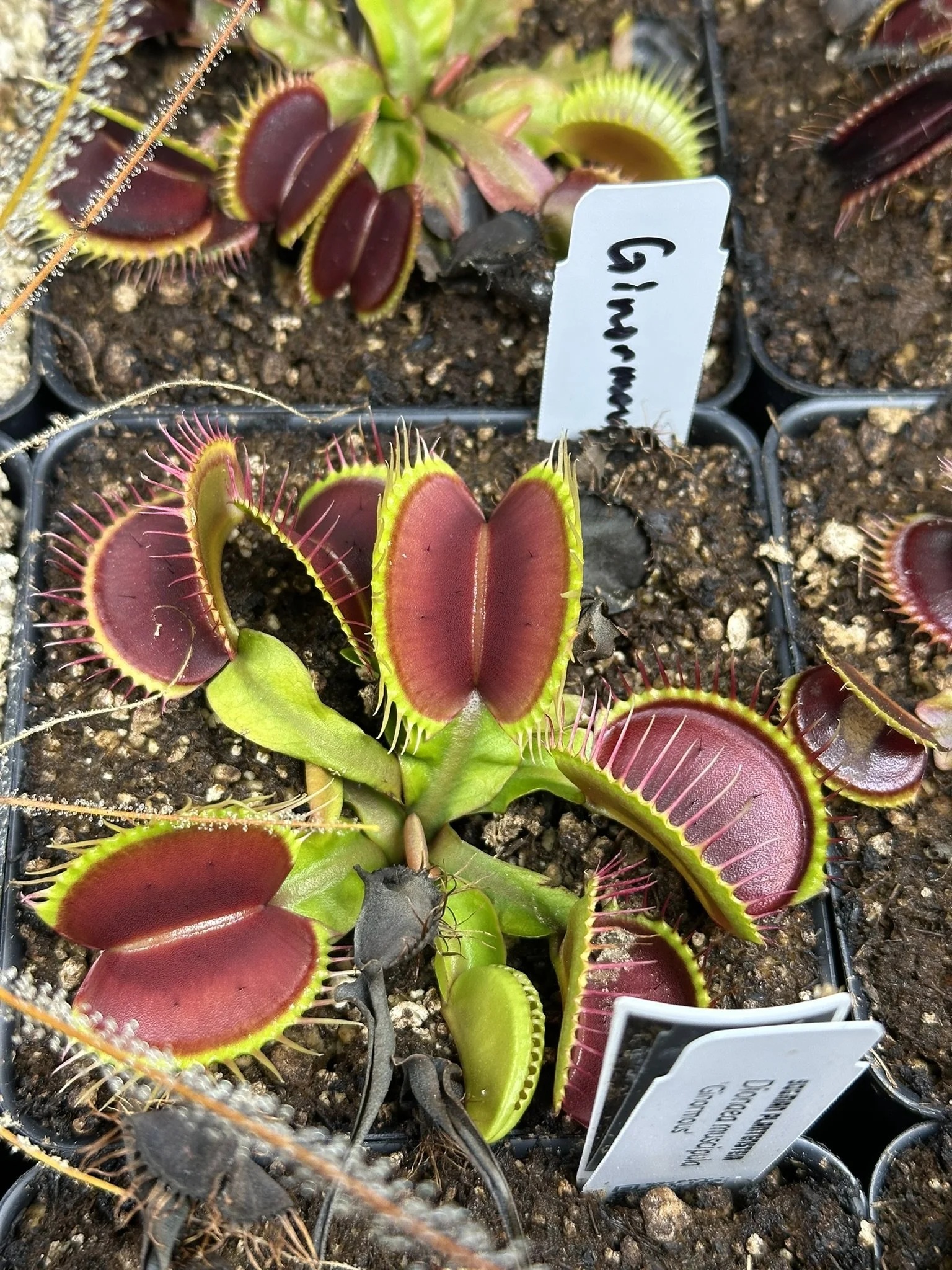 Dionaea muscipula 'Ginormous'