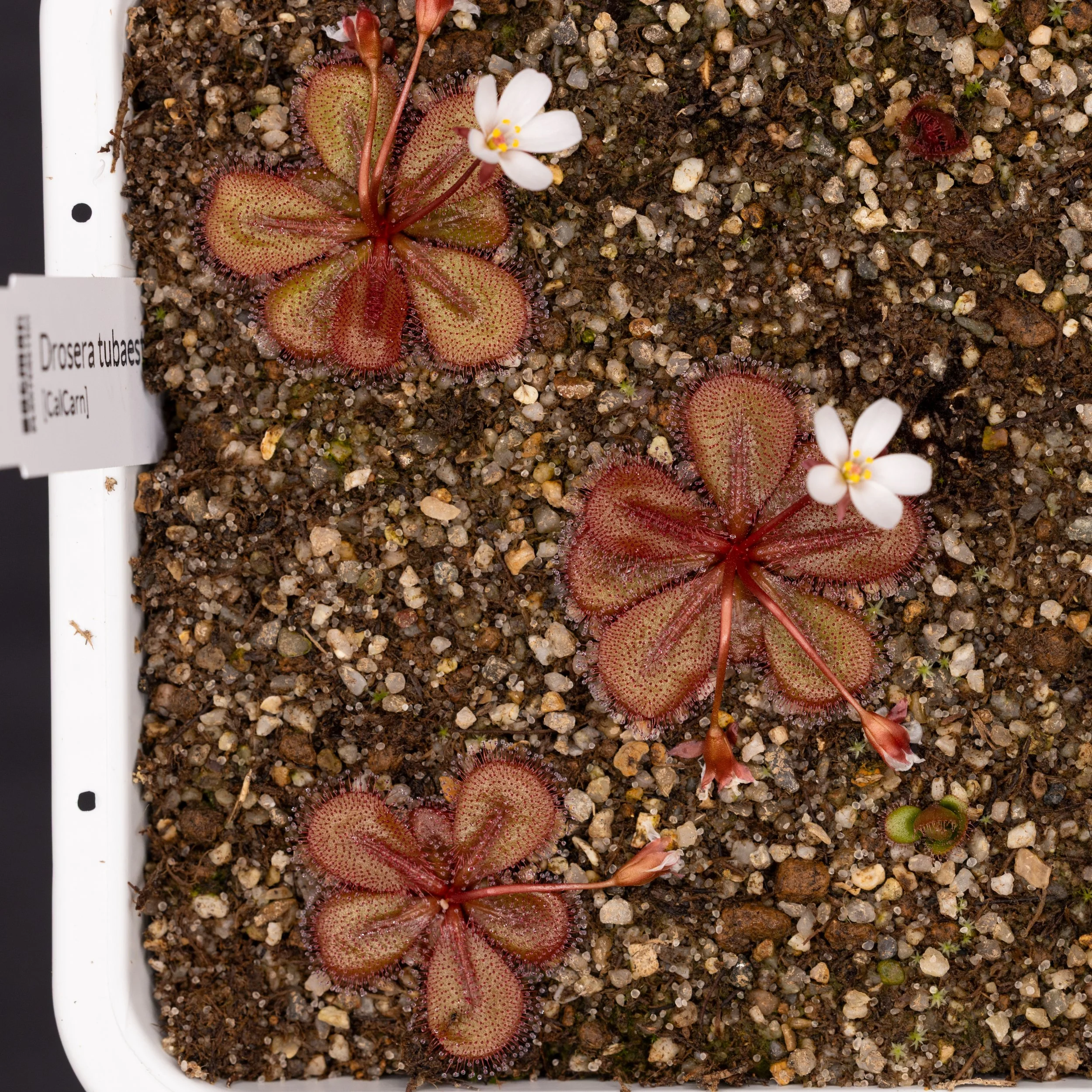 Drosera tubaestylis