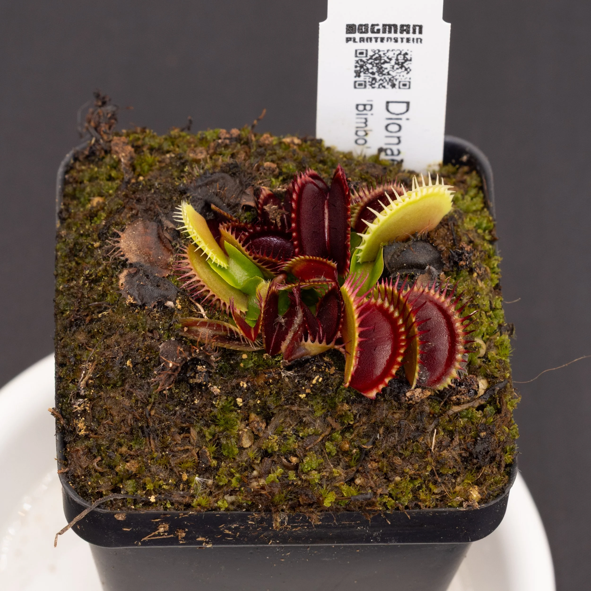 Dionaea muscipula 'Bimbo'