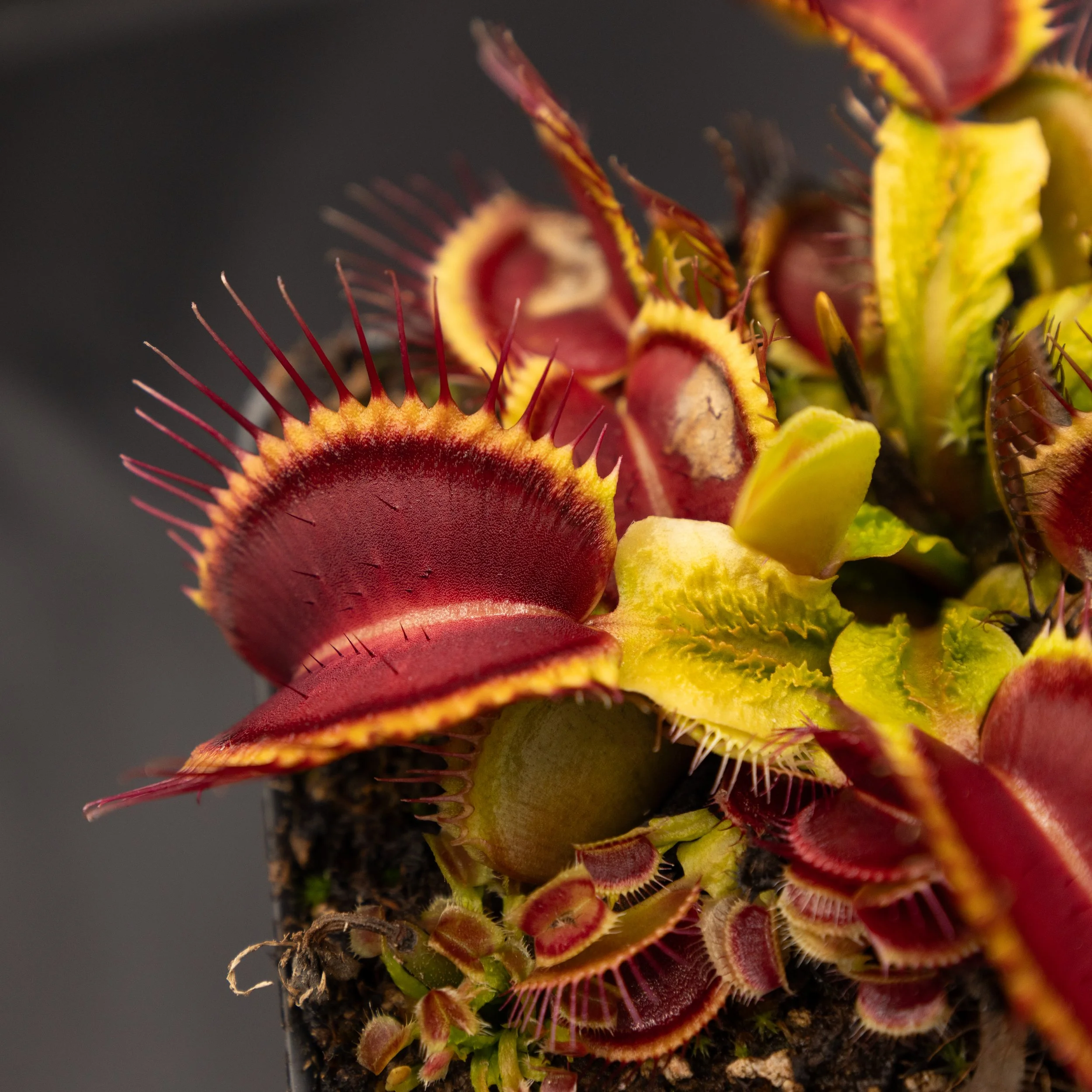 Dionaea muscipula "Aspera"