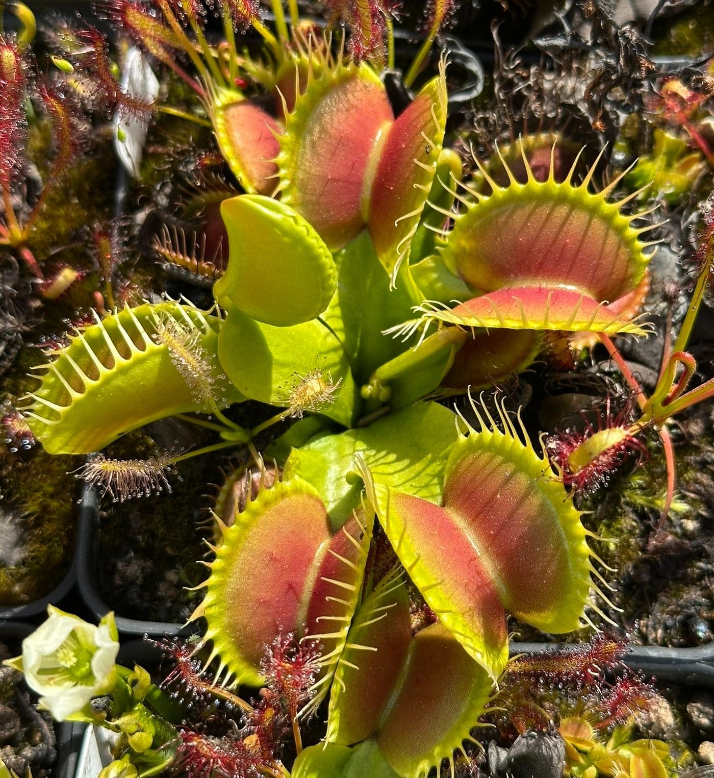 Venus Flytrap 'B52'