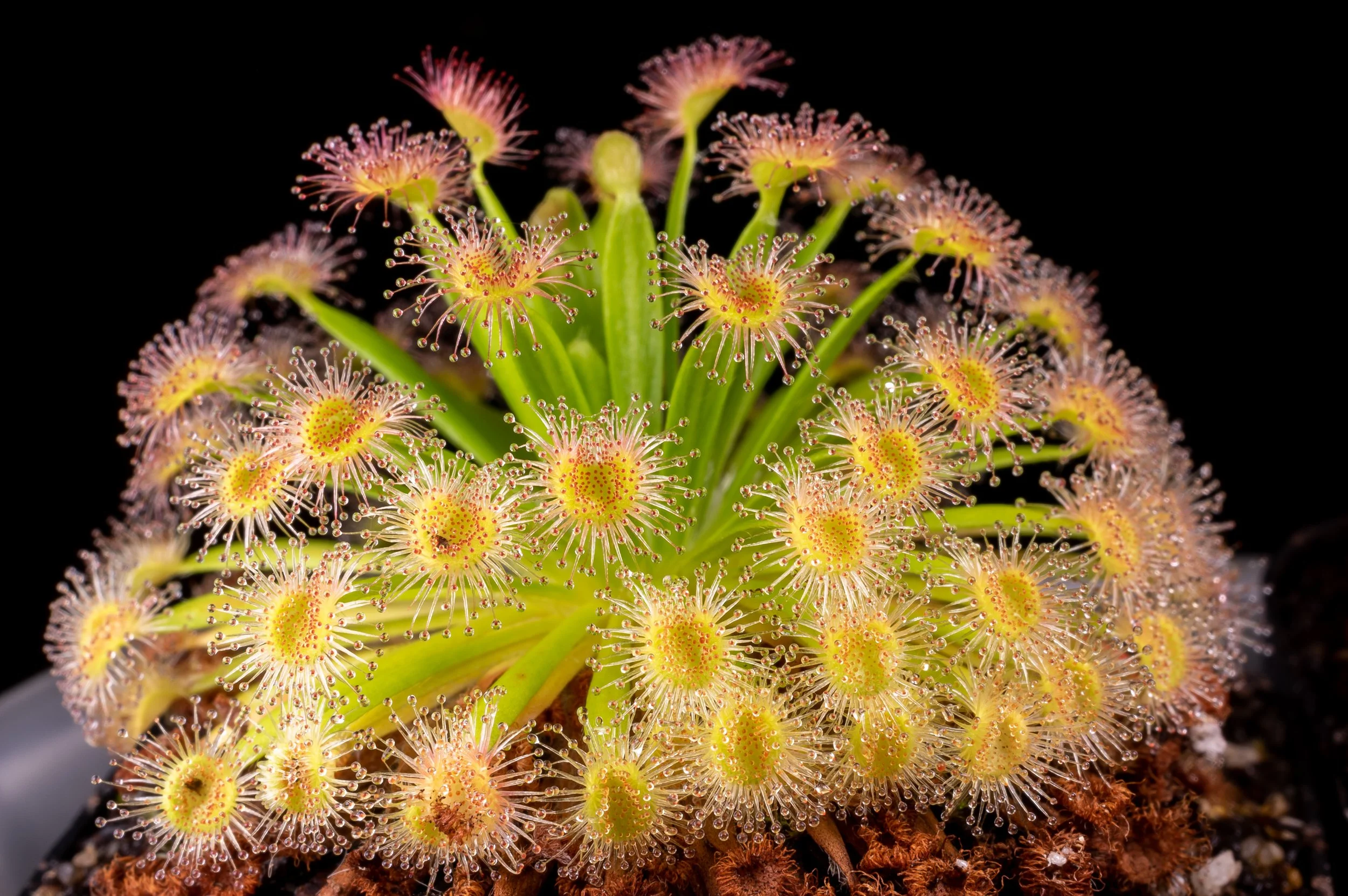 How to Grow Carnivorous Plants — Bogman Plantenstein
