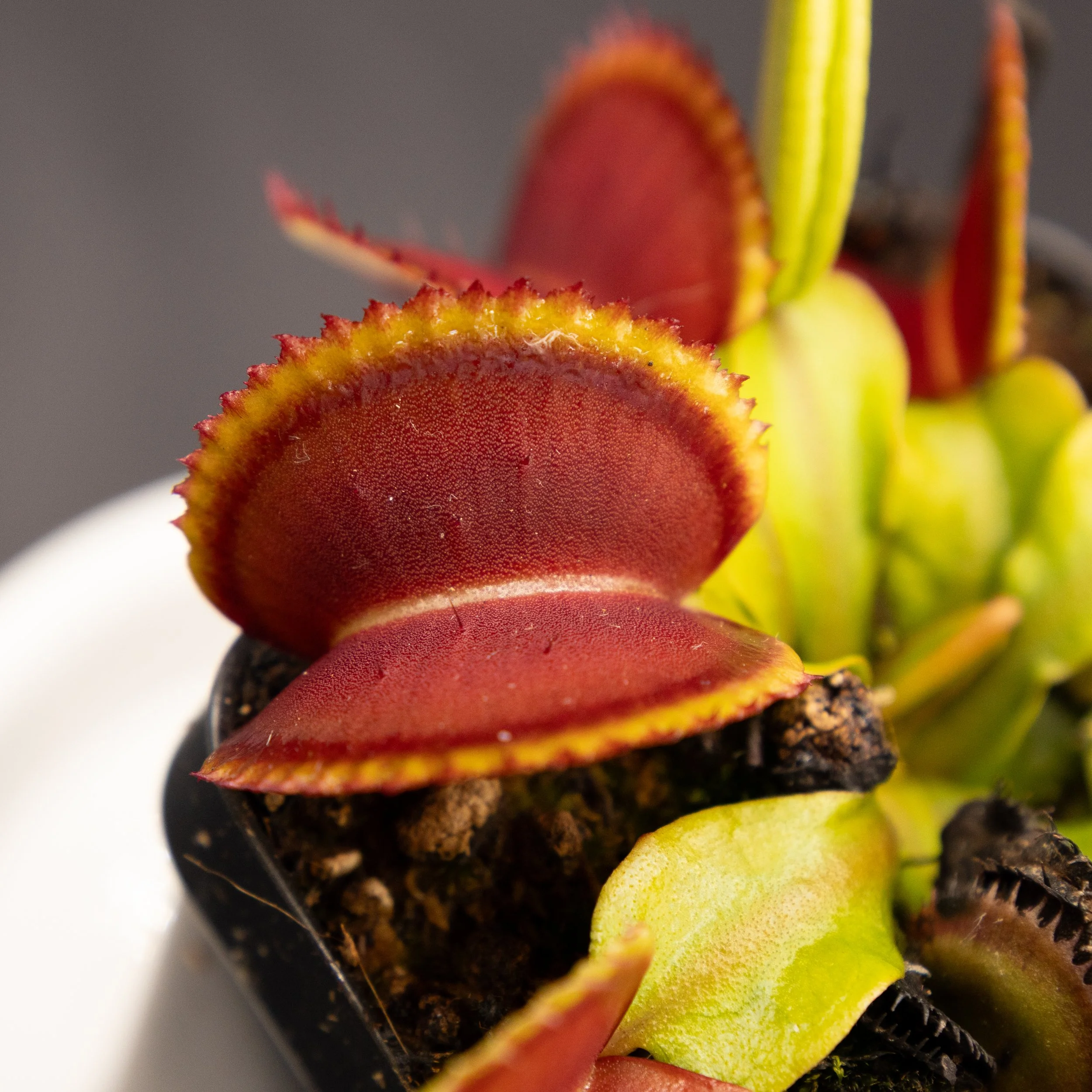 Dionaea muscipula "Orange Giant"