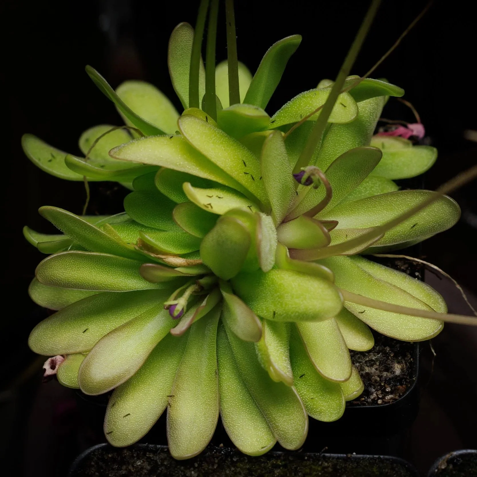Pinguicula emarginata x moctezumae