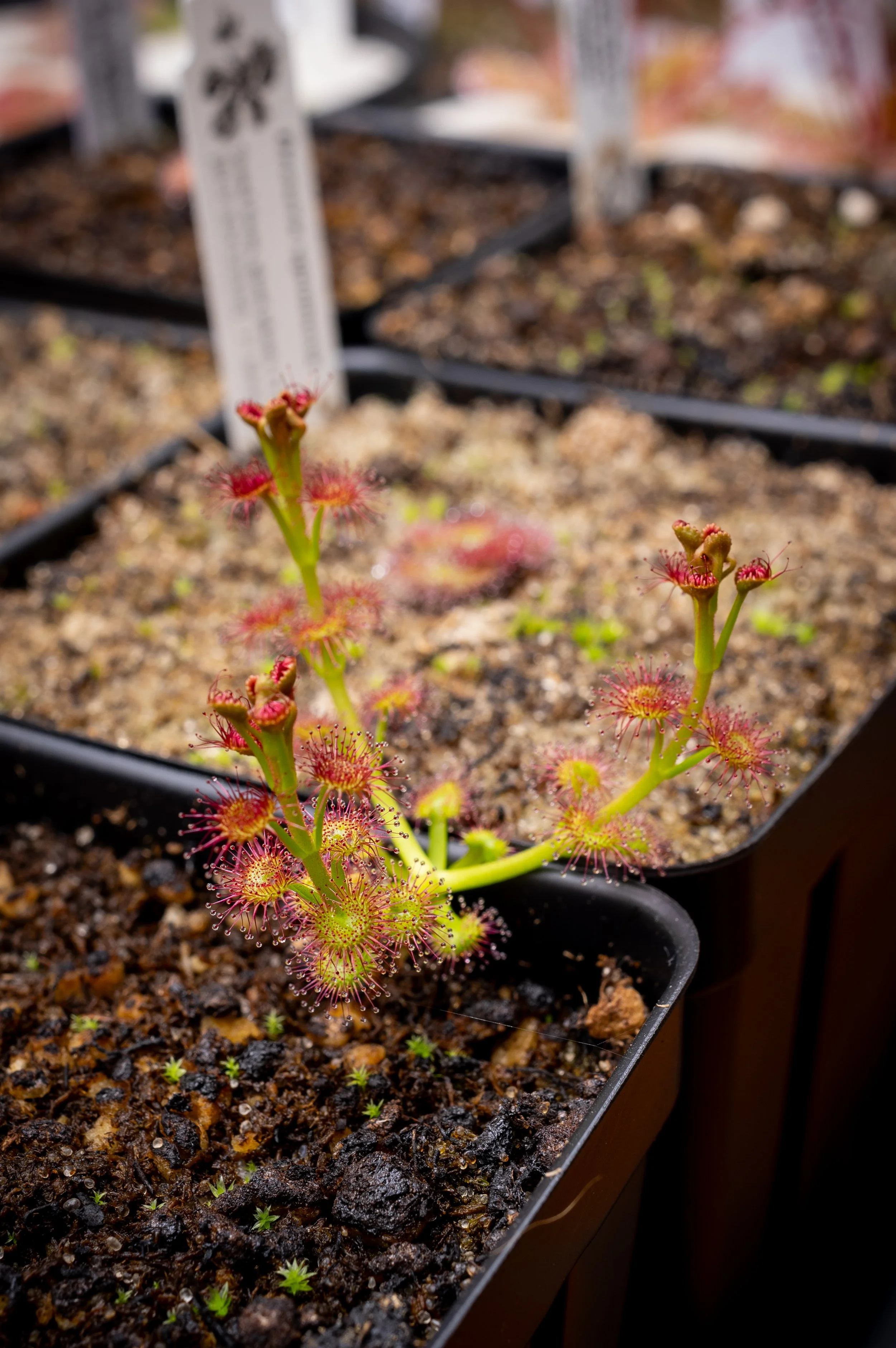 droserastoloniferagrowth20250113_818.jpg