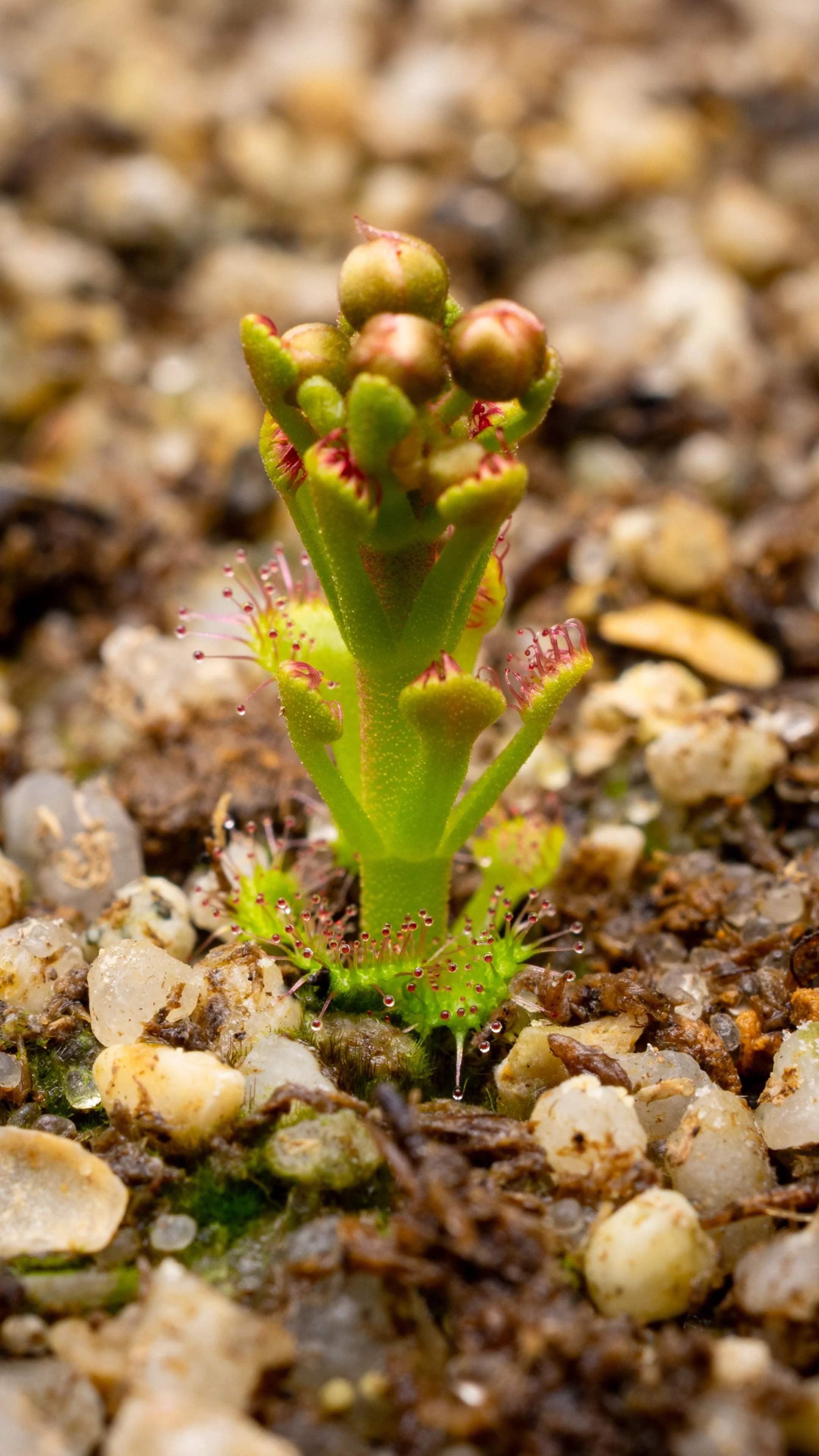 droserastoloniferaemerging20251017-1076.jpg