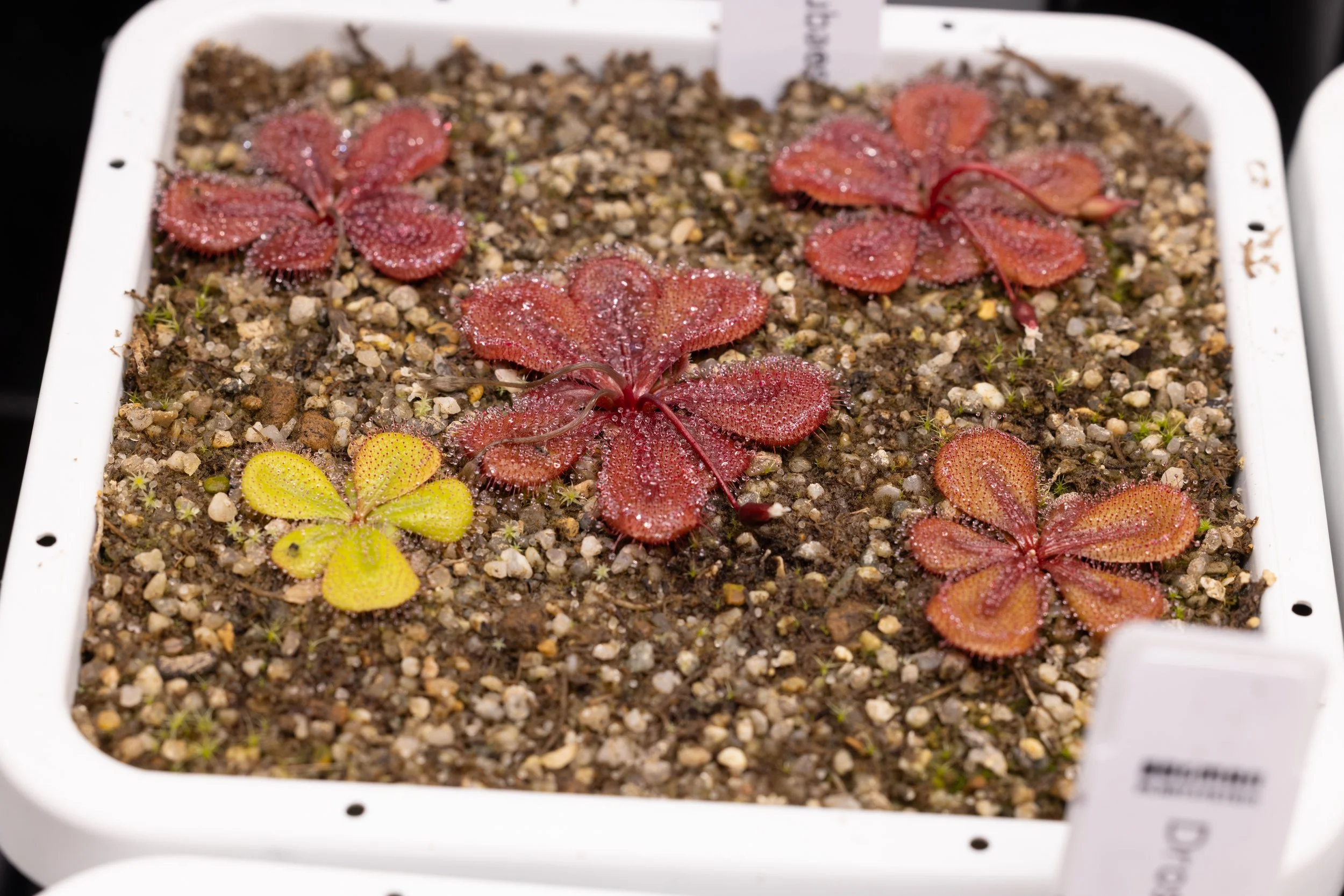Drosera tubaestylis