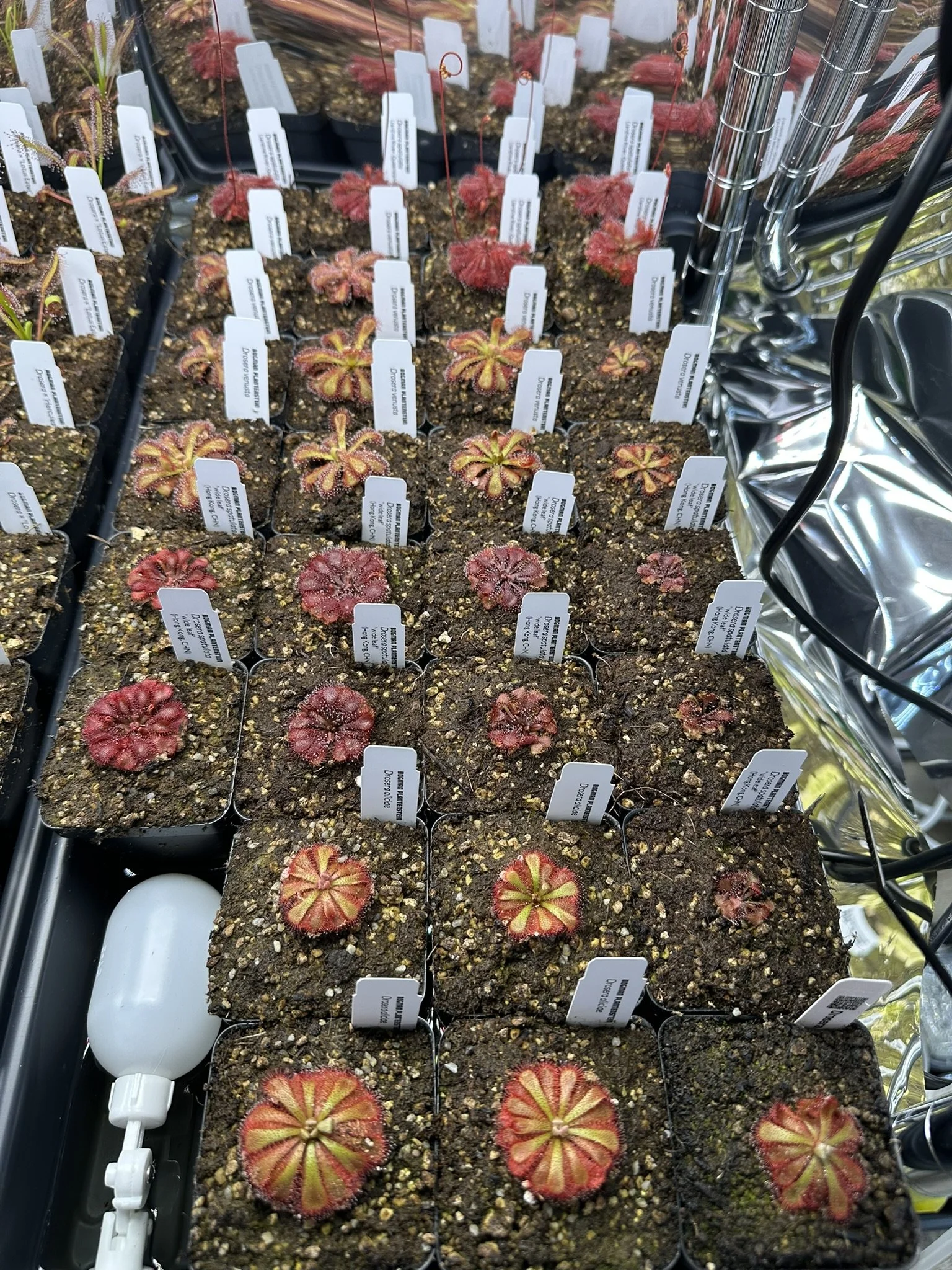 Drosera spatulata "wide leaf" (Hong Kong)