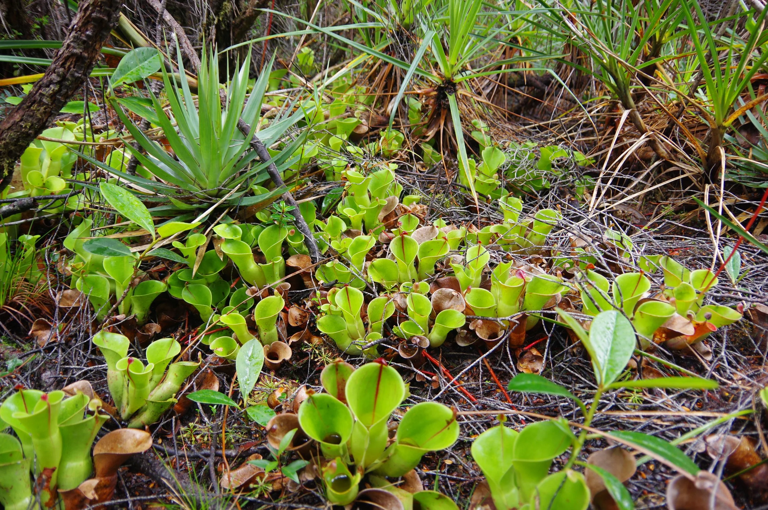 Heliamphora minor growing in the shade of small trees.