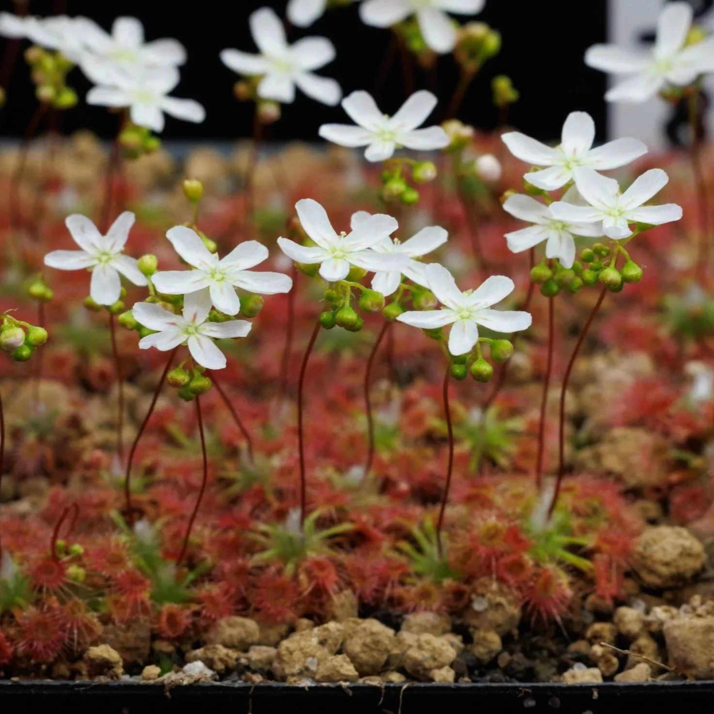 GEMMAE - Drosera oreopodion