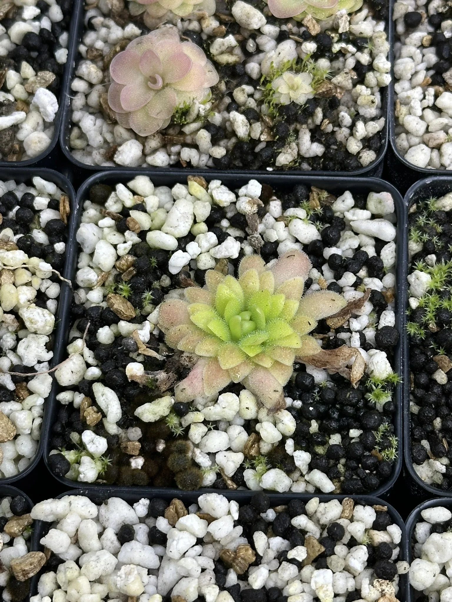 Pinguicula x "Marciano"