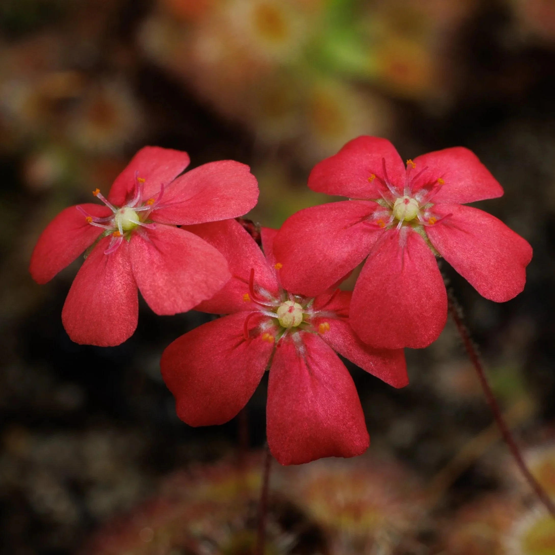 GEMMAE - Drosera pulchella "44A"