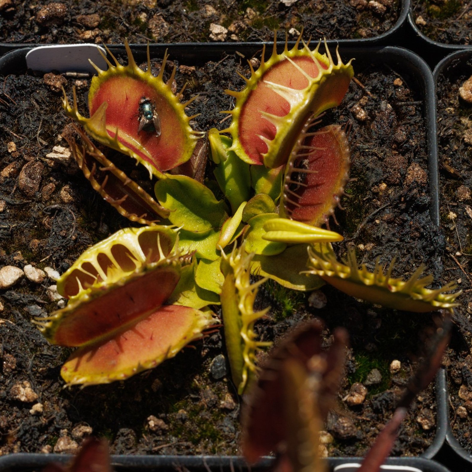 Venus Flytrap 'Fused Tooth'