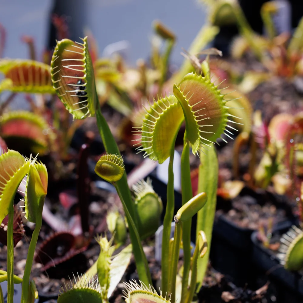 Venus Flytrap "Spider"  Bogman Plantenstein