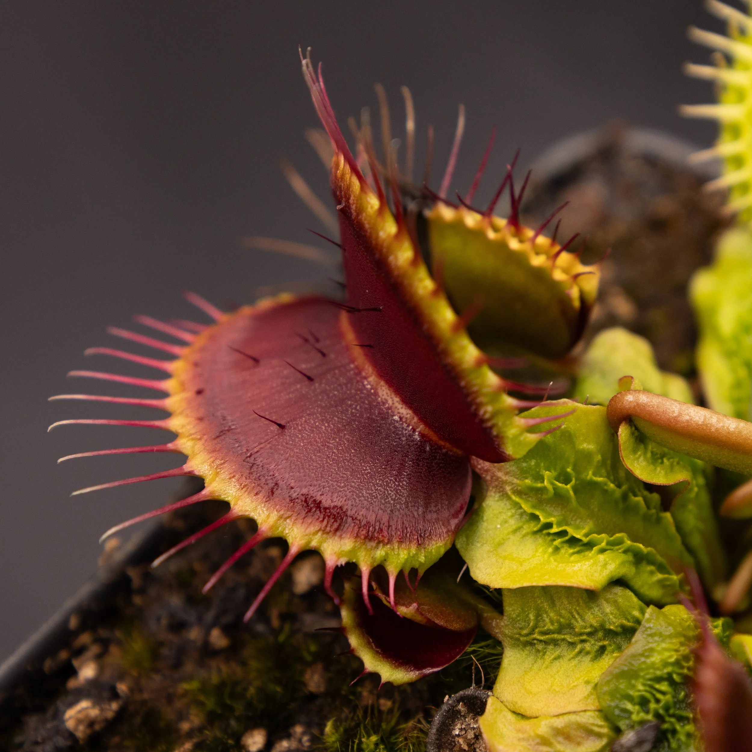 Dionaea muscipula "Aspera" x 'B52'