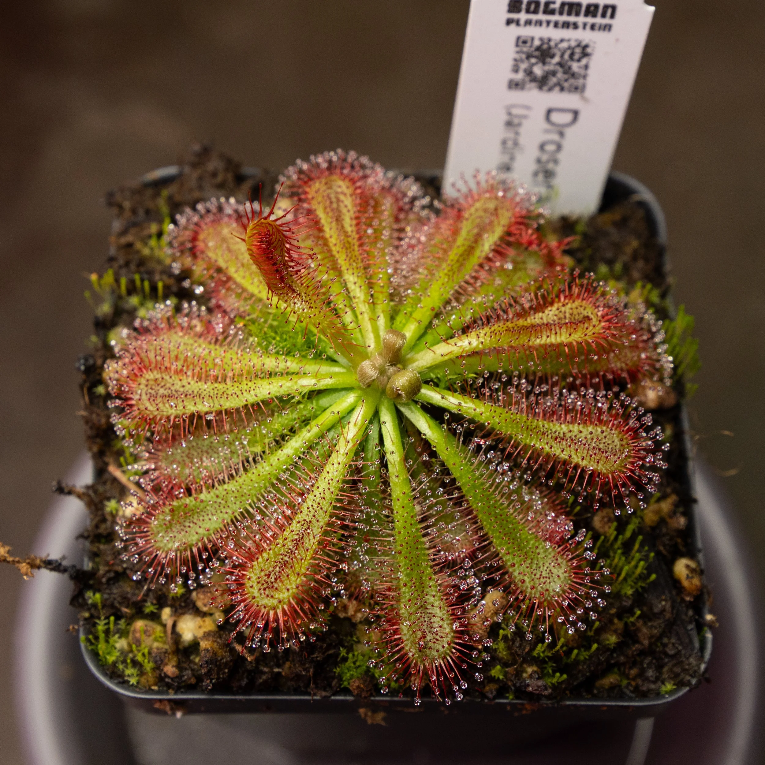 Drosera spatulata (Jardine River)