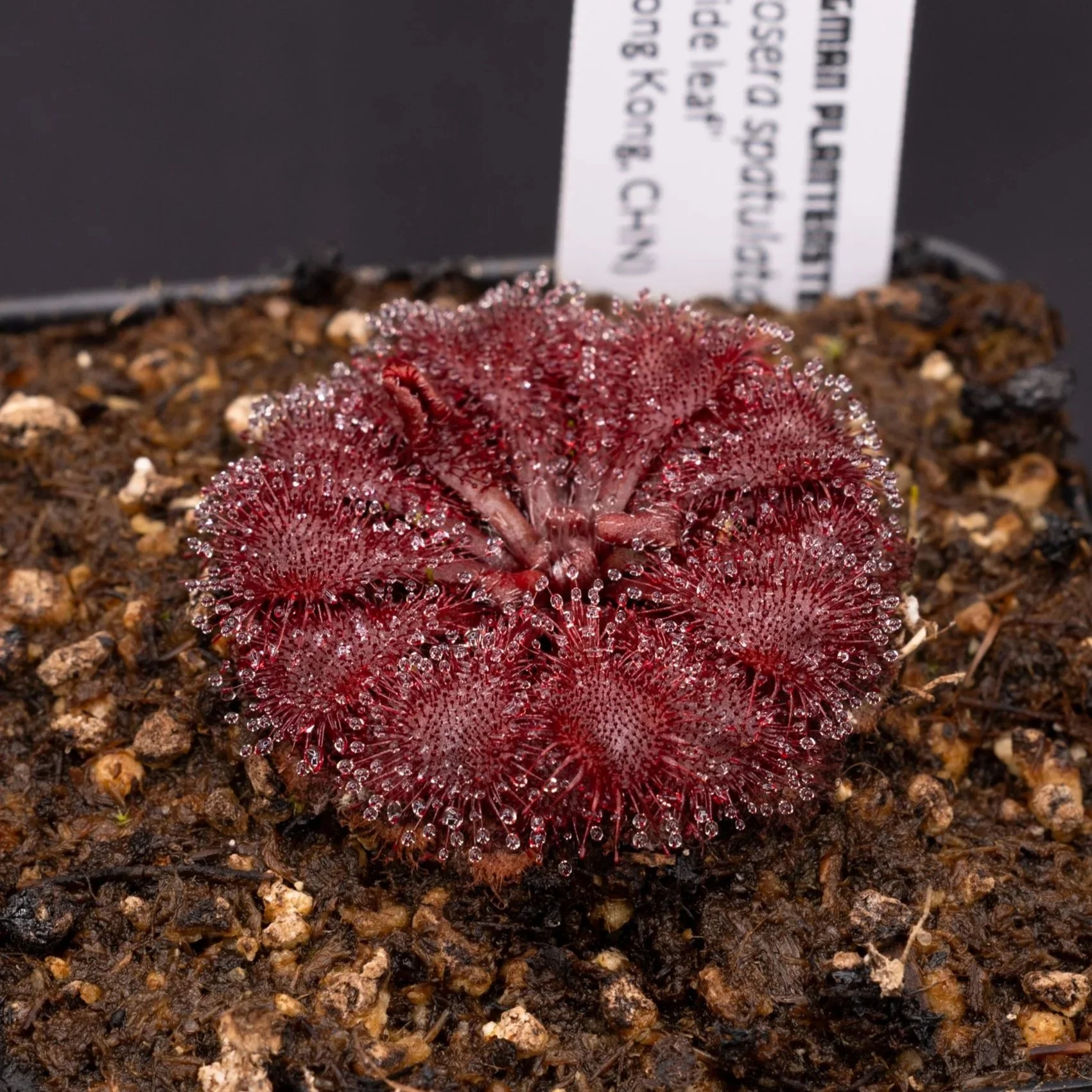 Drosera spatulata "wide leaf" (Hong Kong)