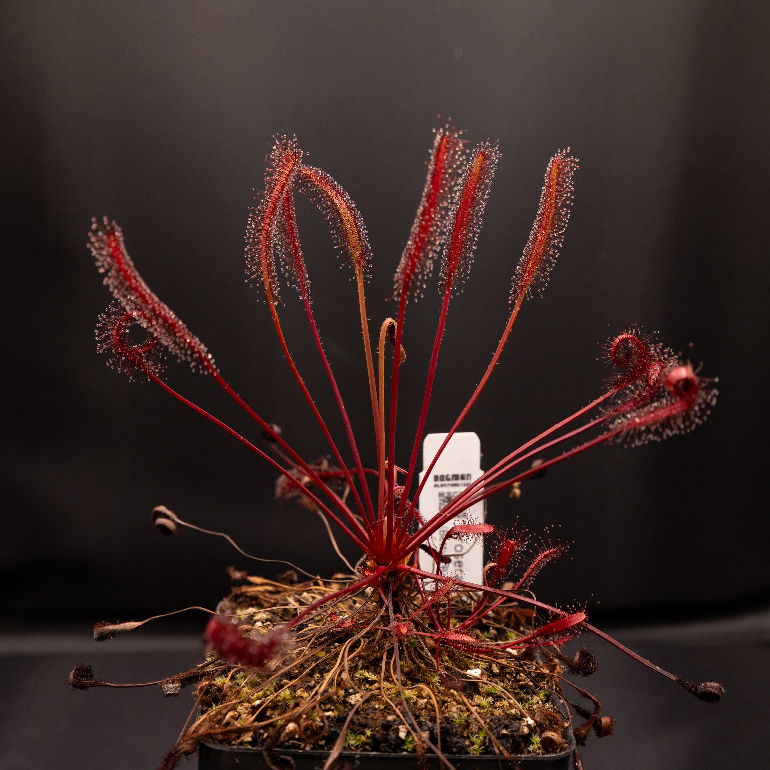 Drosera capensis (Betty's Bay, South Africa)