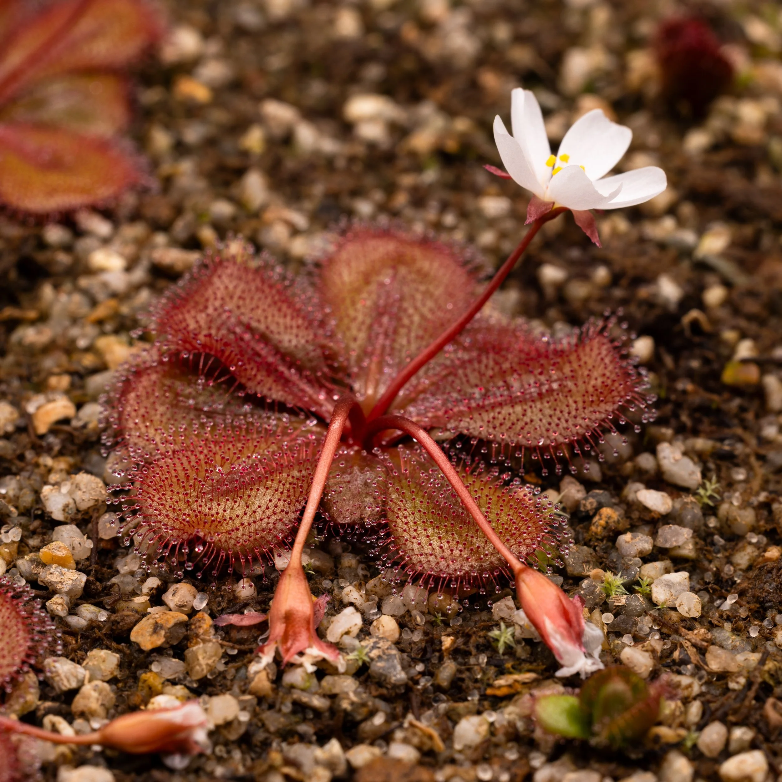 Drosera tubaestylis