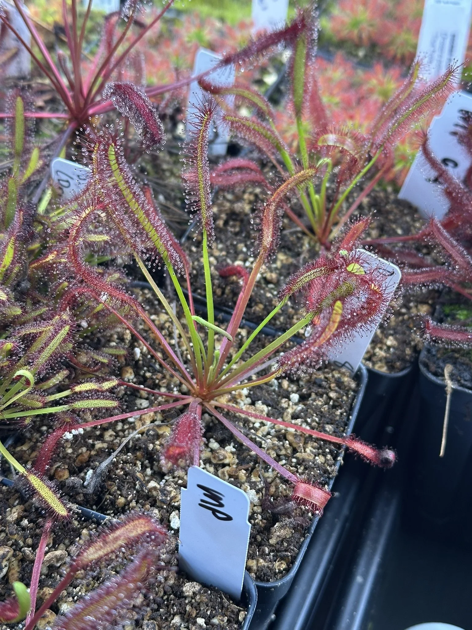 Drosera capensis (Montagu Pass, South Africa)