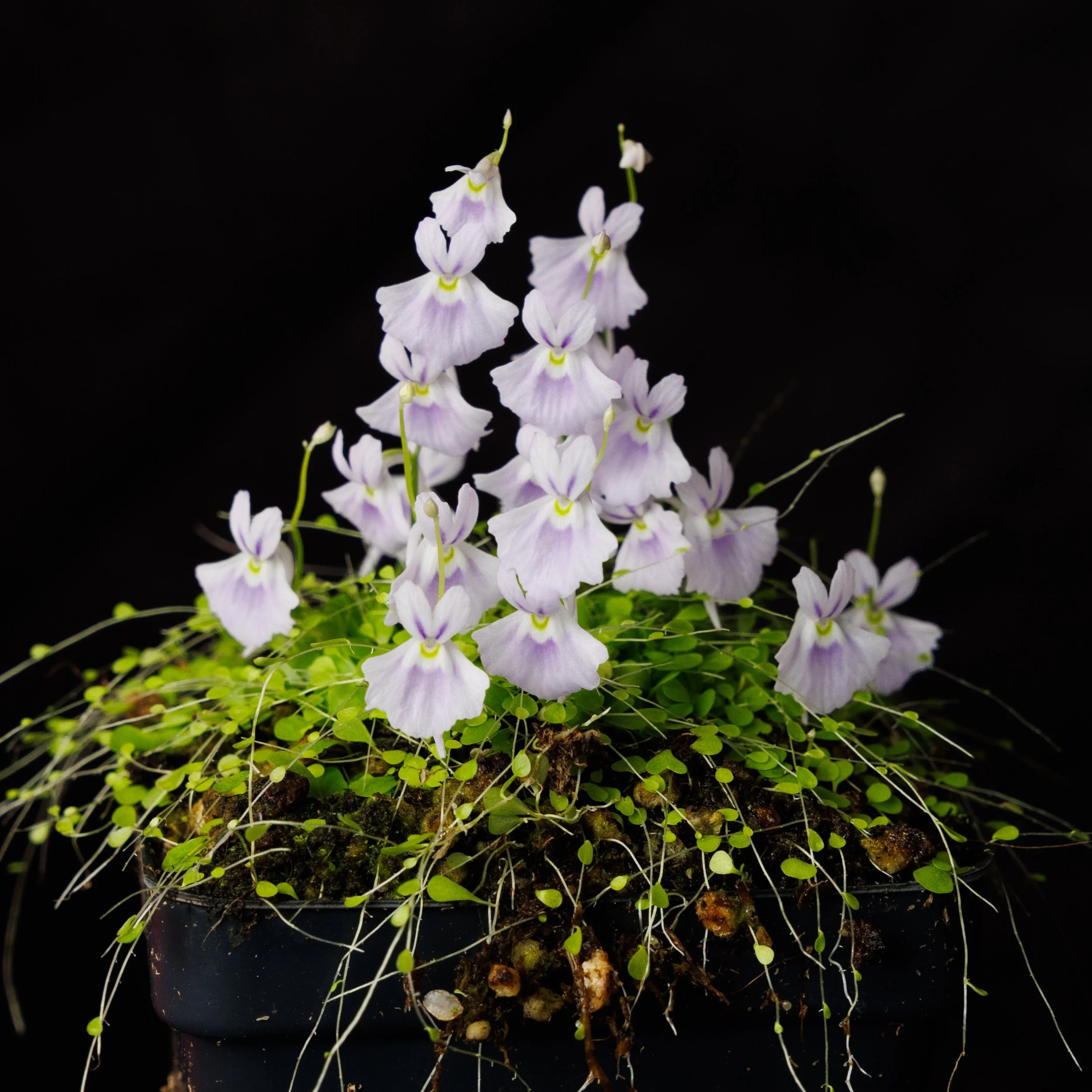 Utricularia sandersonii "Blue"