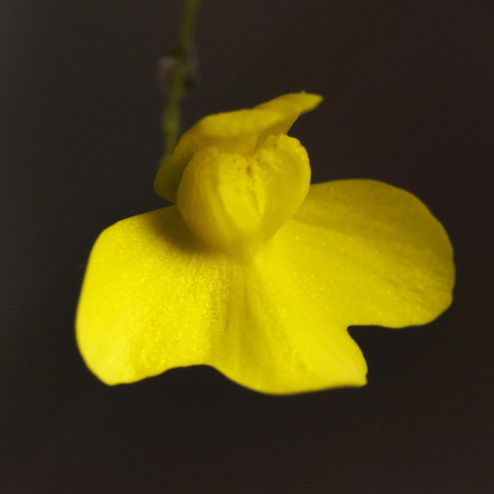 Utricularia flaccida