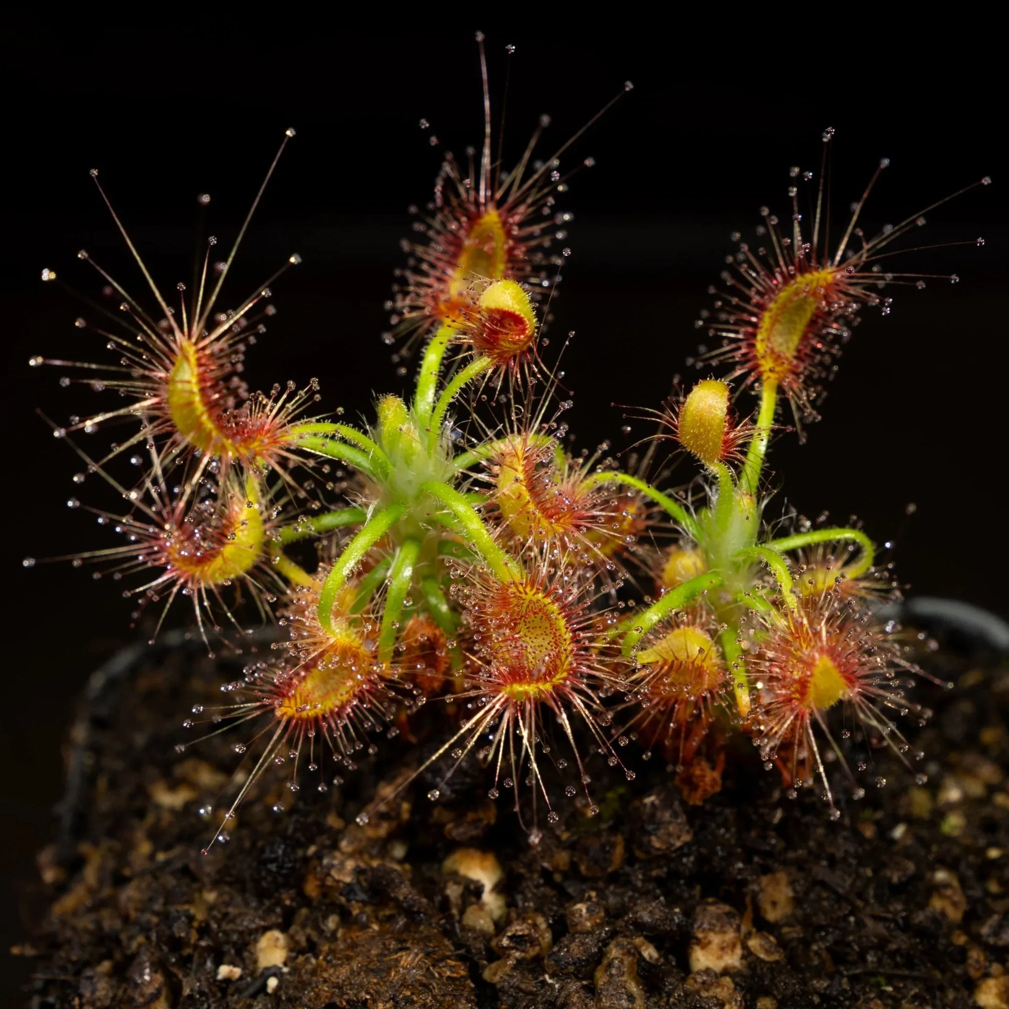 GEMMAE - Drosera scorpioides