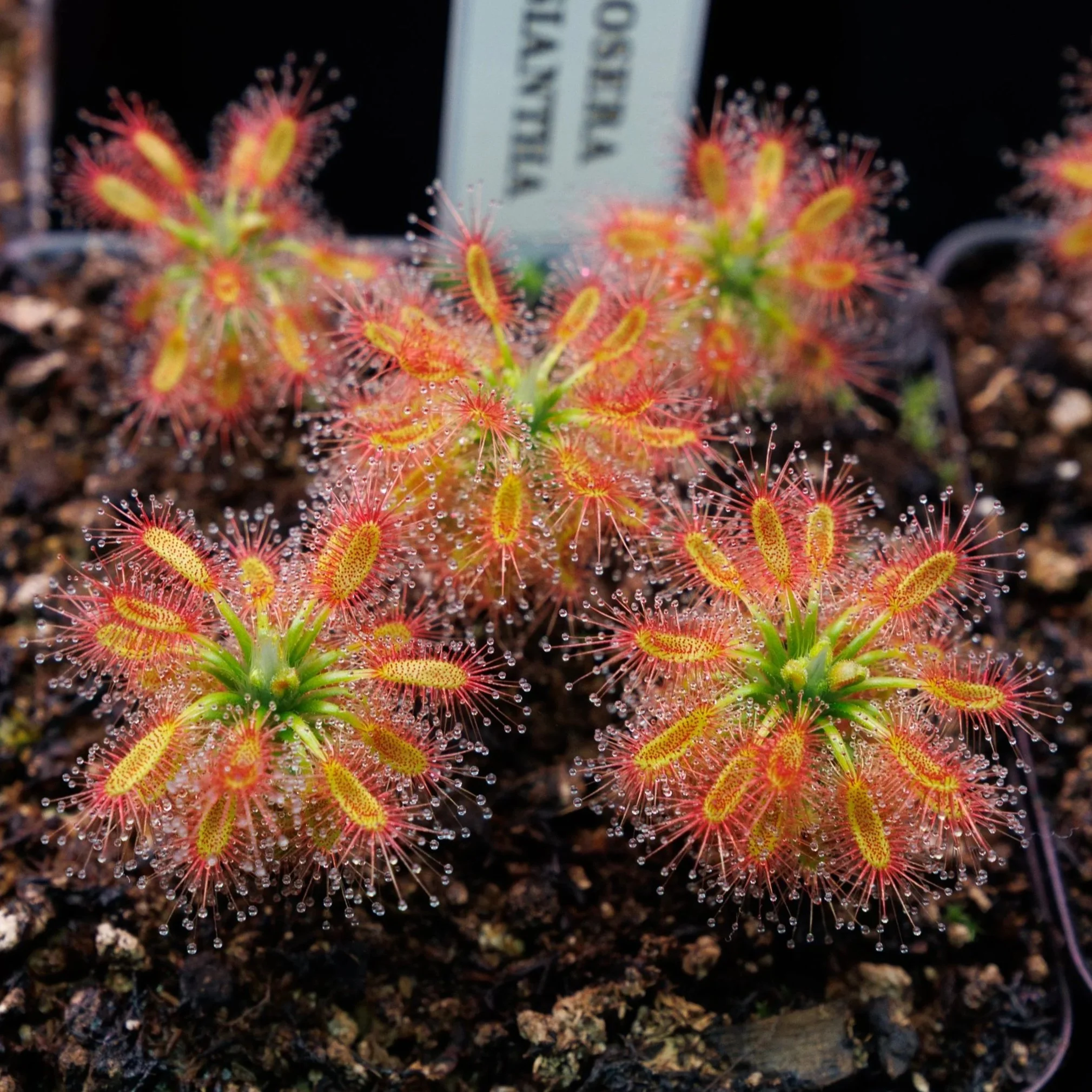 Drosera lasiantha