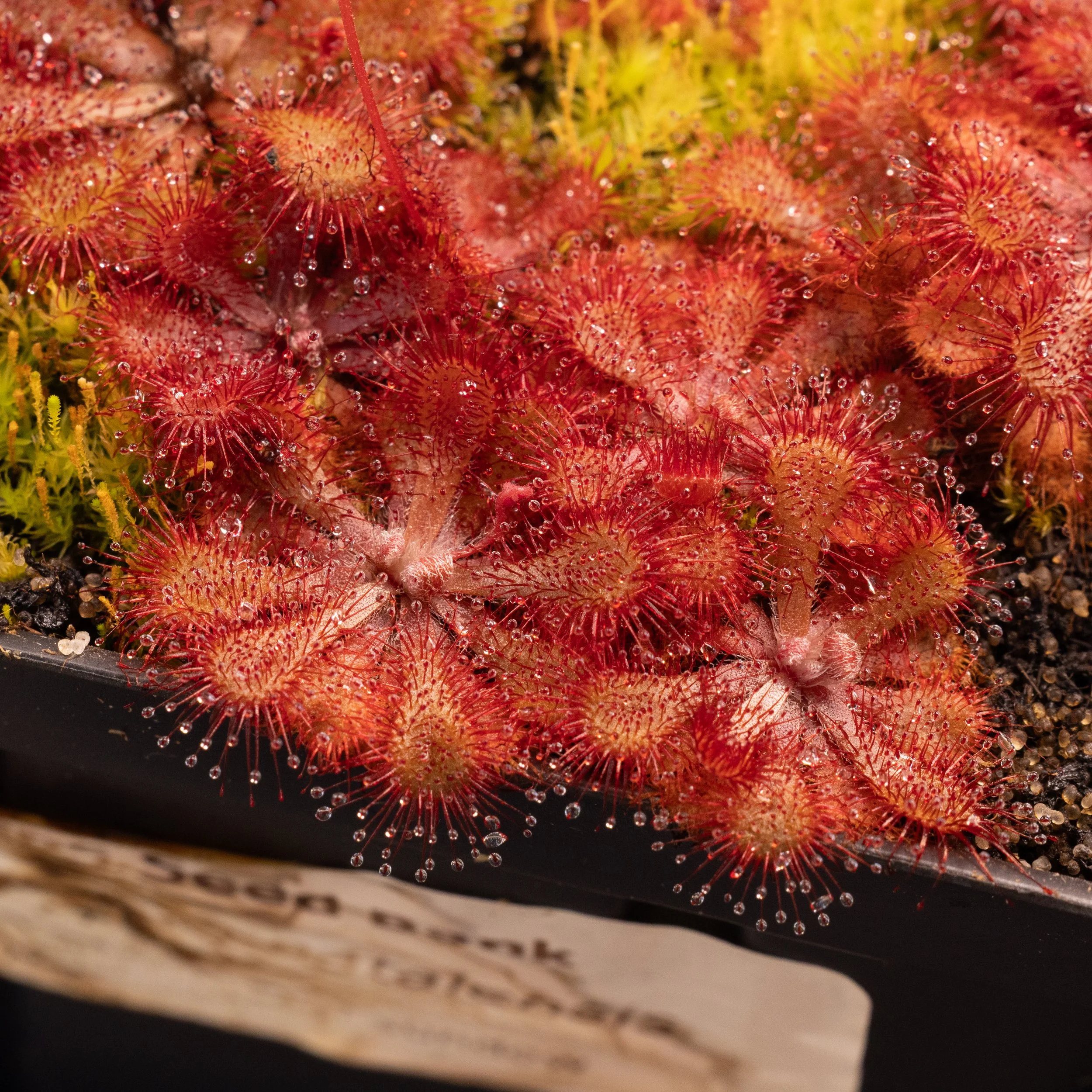 SEEDS - Drosera natalensis