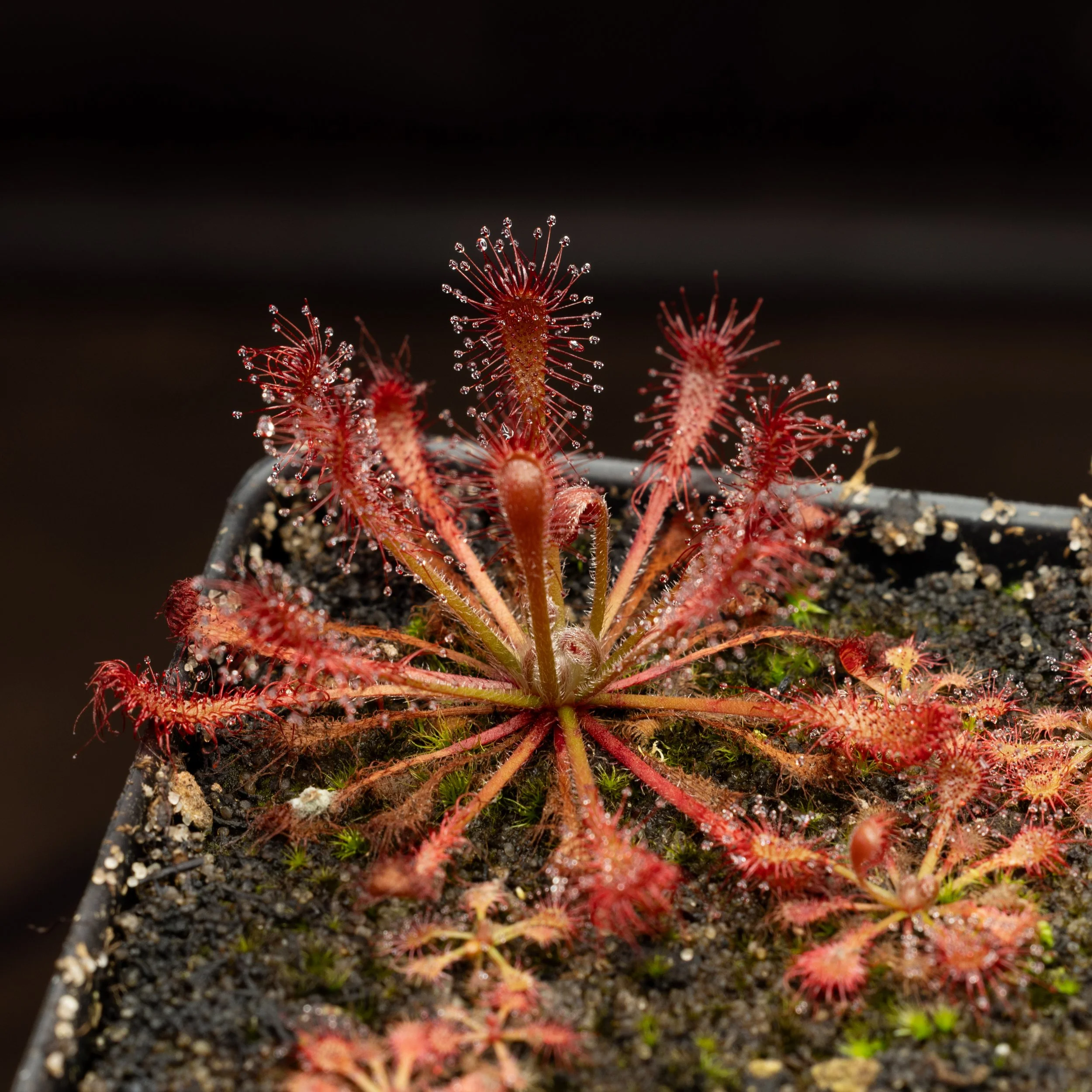 Drosera oblanceolata