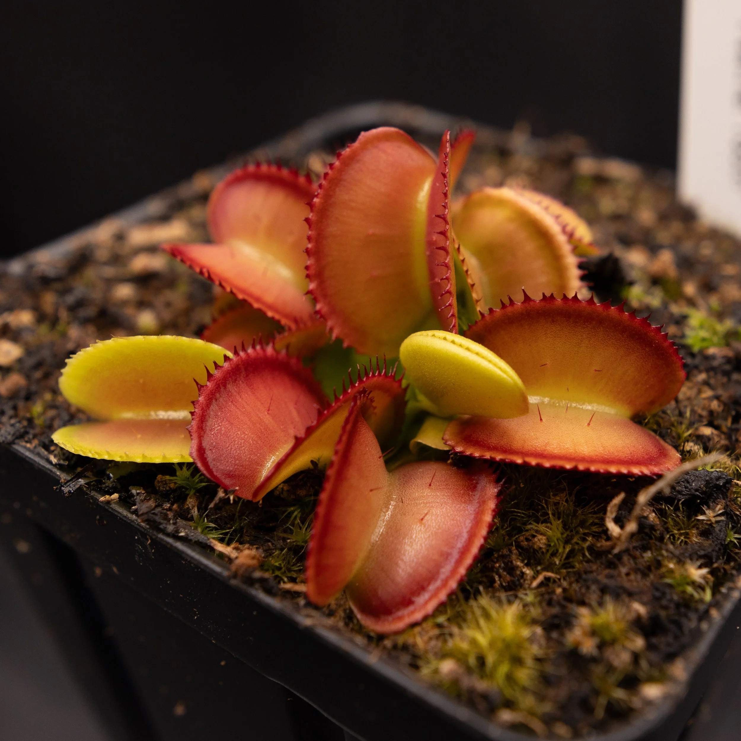 Dionaea muscipula "Feather Tooth"
