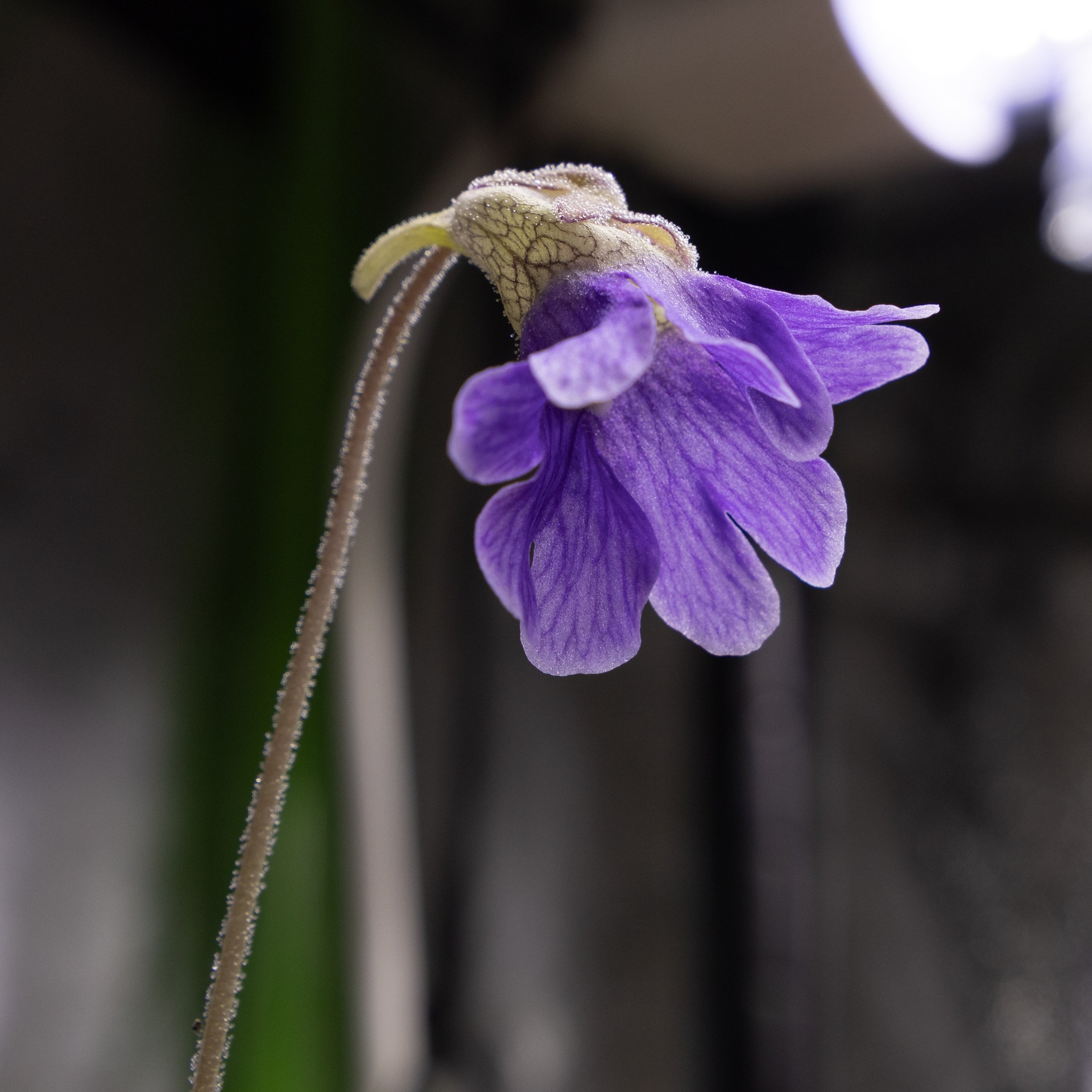 SEEDS - Pinguicula caerulea