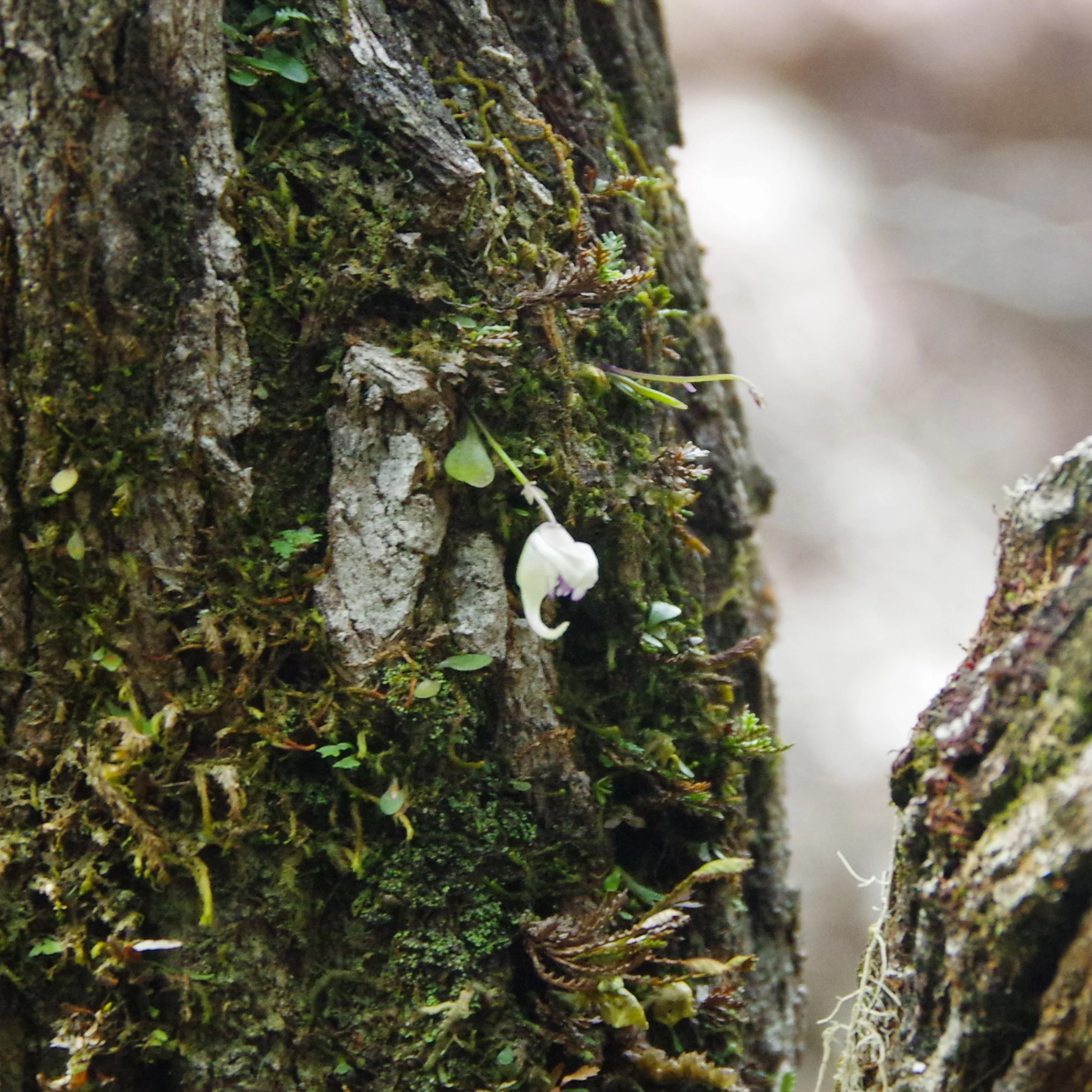 Utricularia jamesoniana growing epiphytically on a tree trunk.