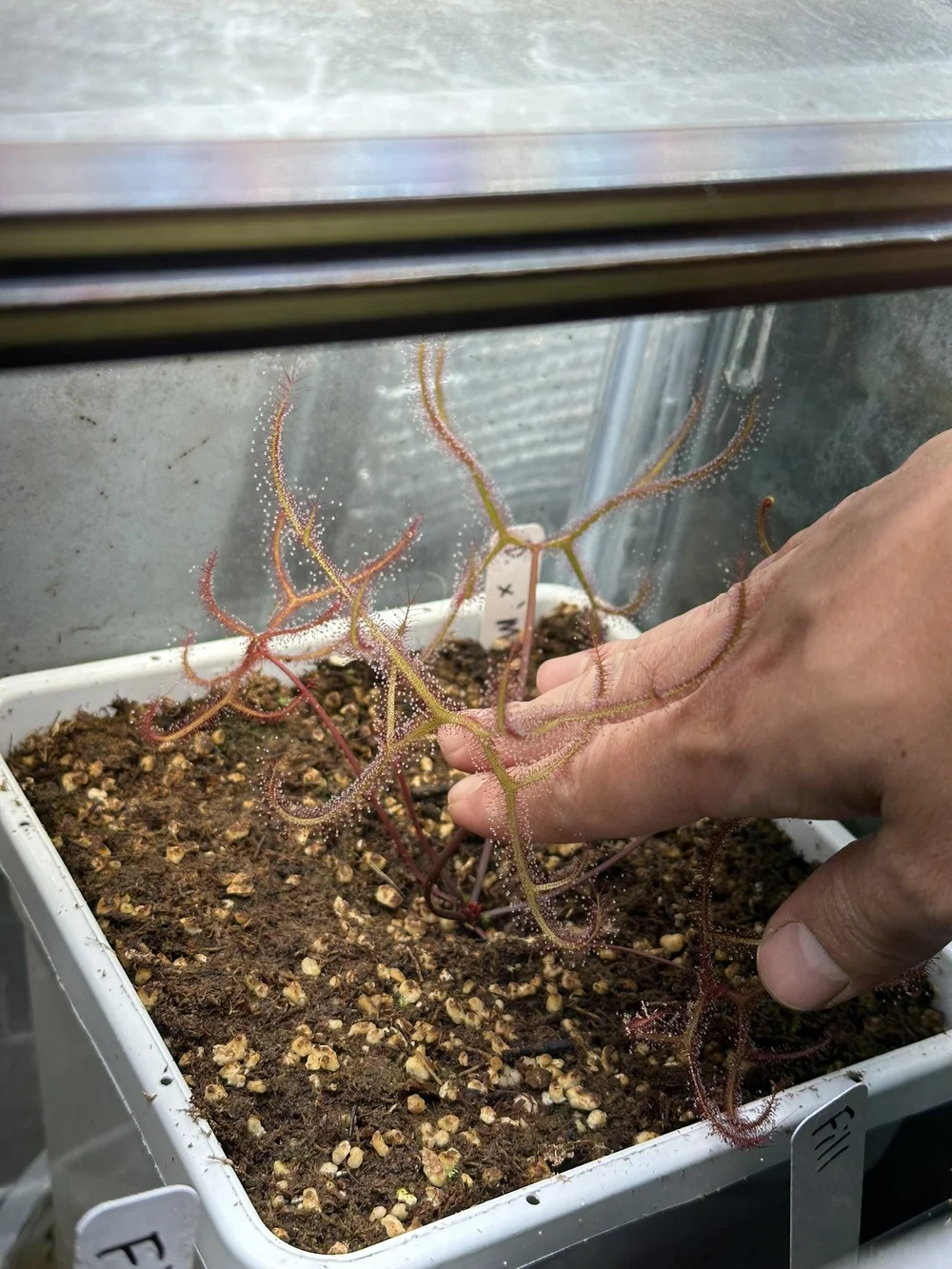 Drosera x 'Marston Dragon' — Bogman Plantenstein