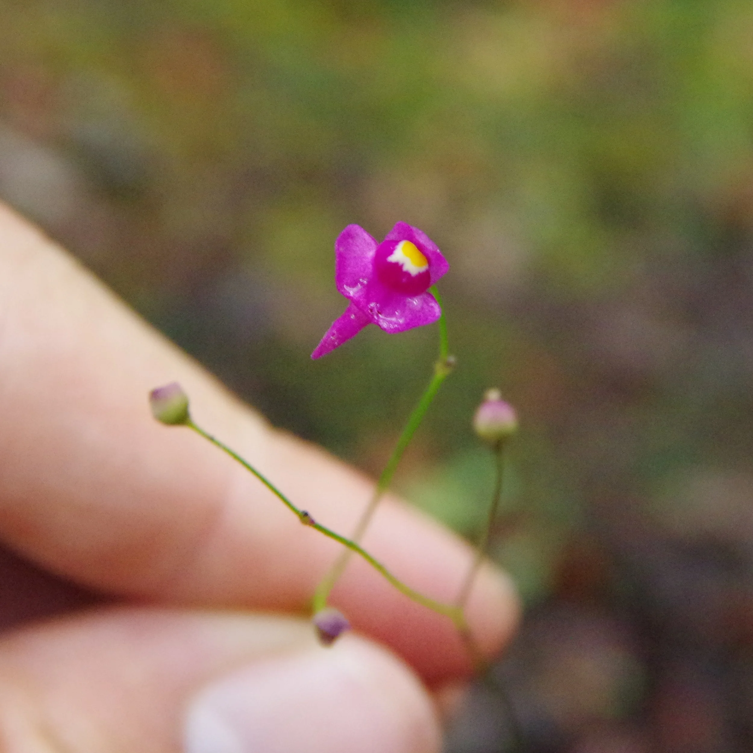 Utricularia amethystina?