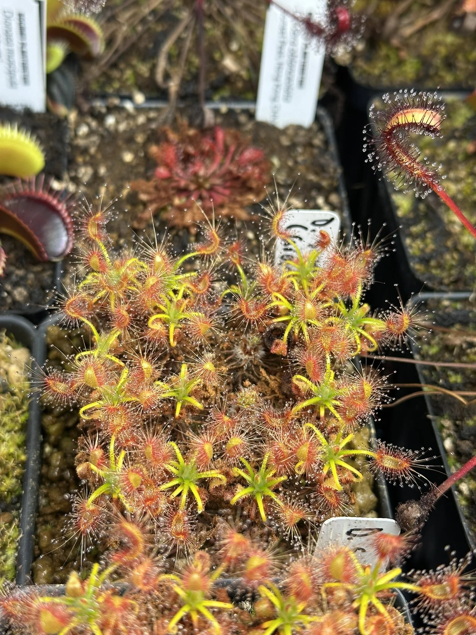 Drosera scorpioides (Gidgegannup)