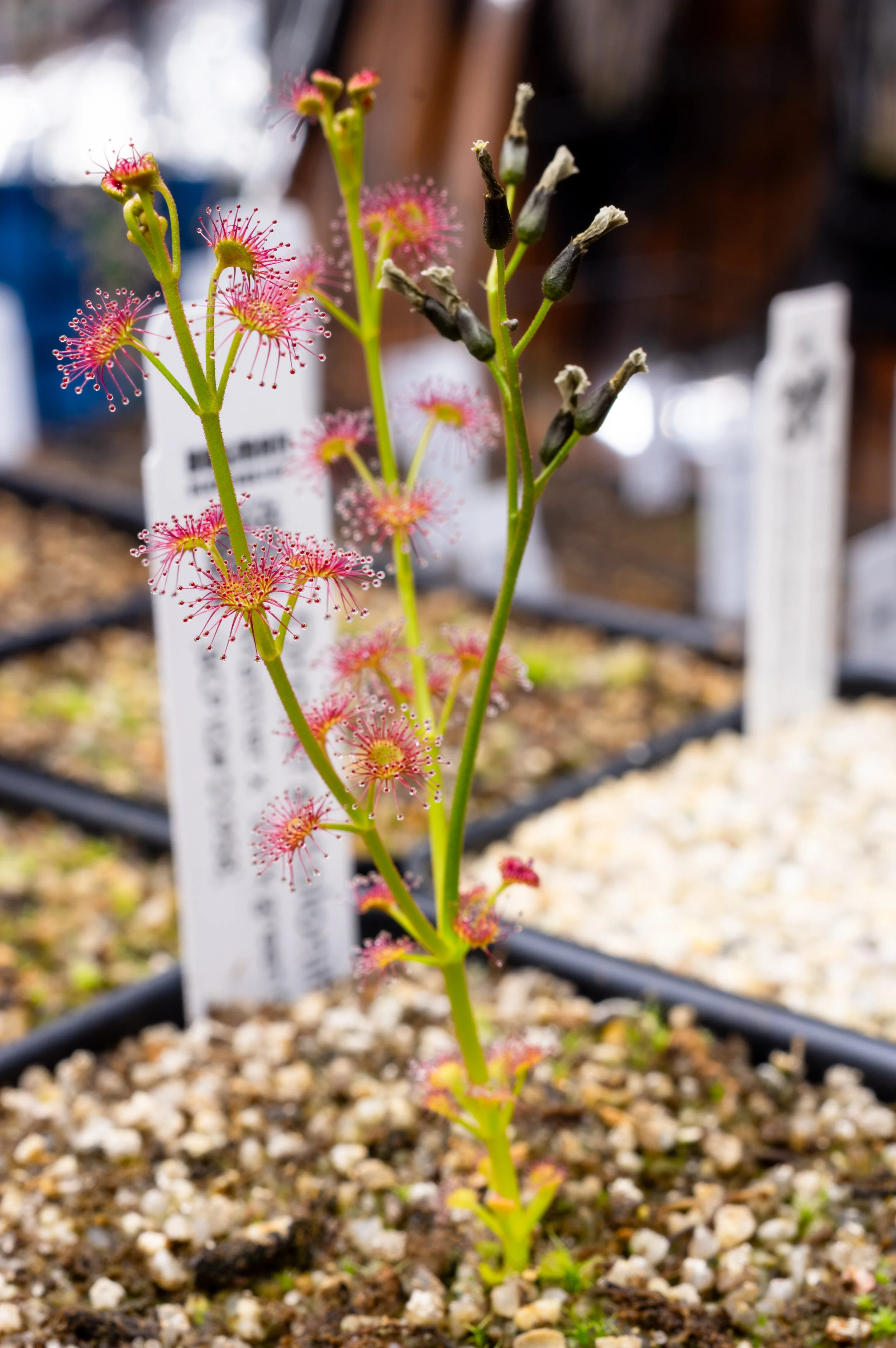 droserastoloniferagrowthflower20251115-815.jpg