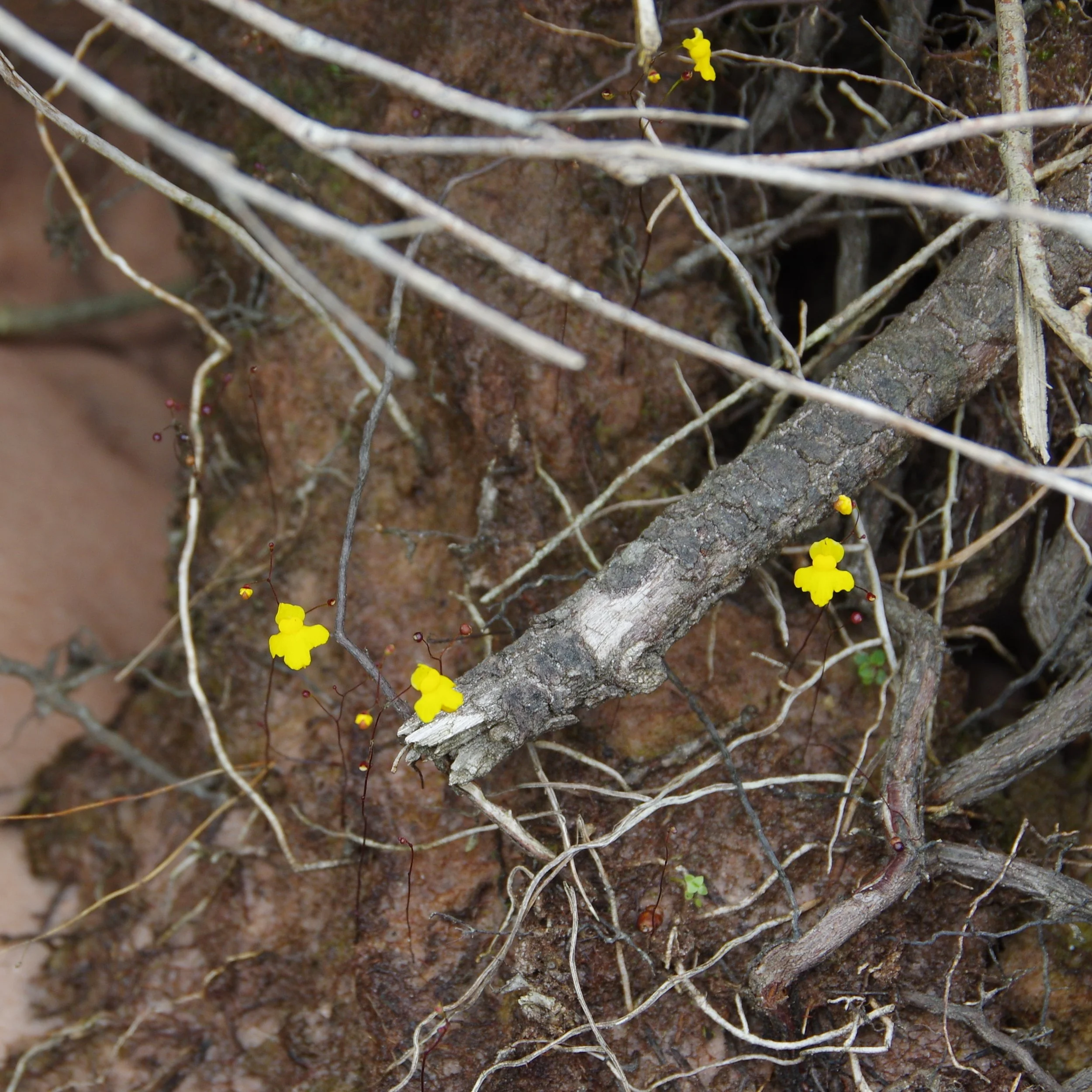 Utricularia subulata.