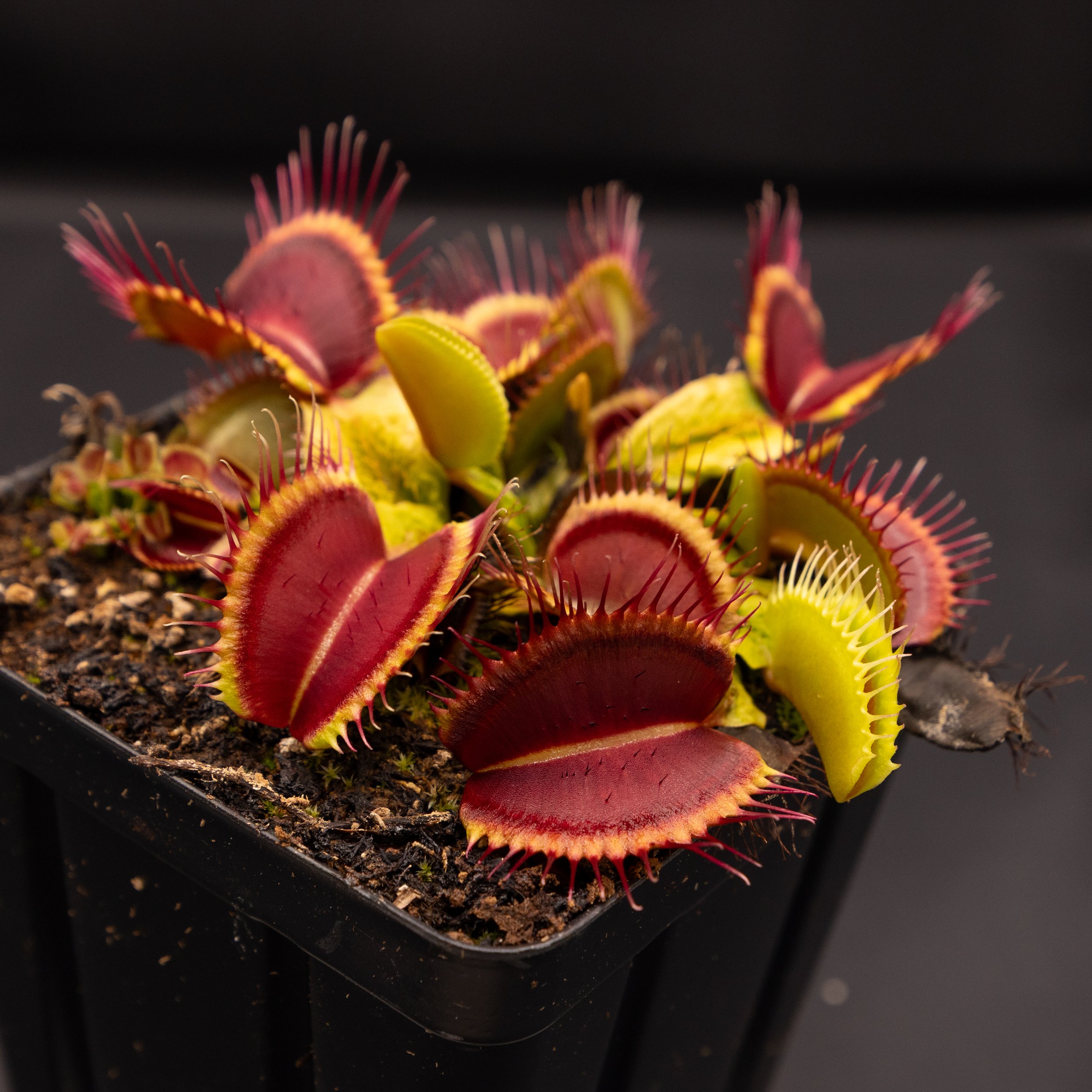 IMG_4443.jpg