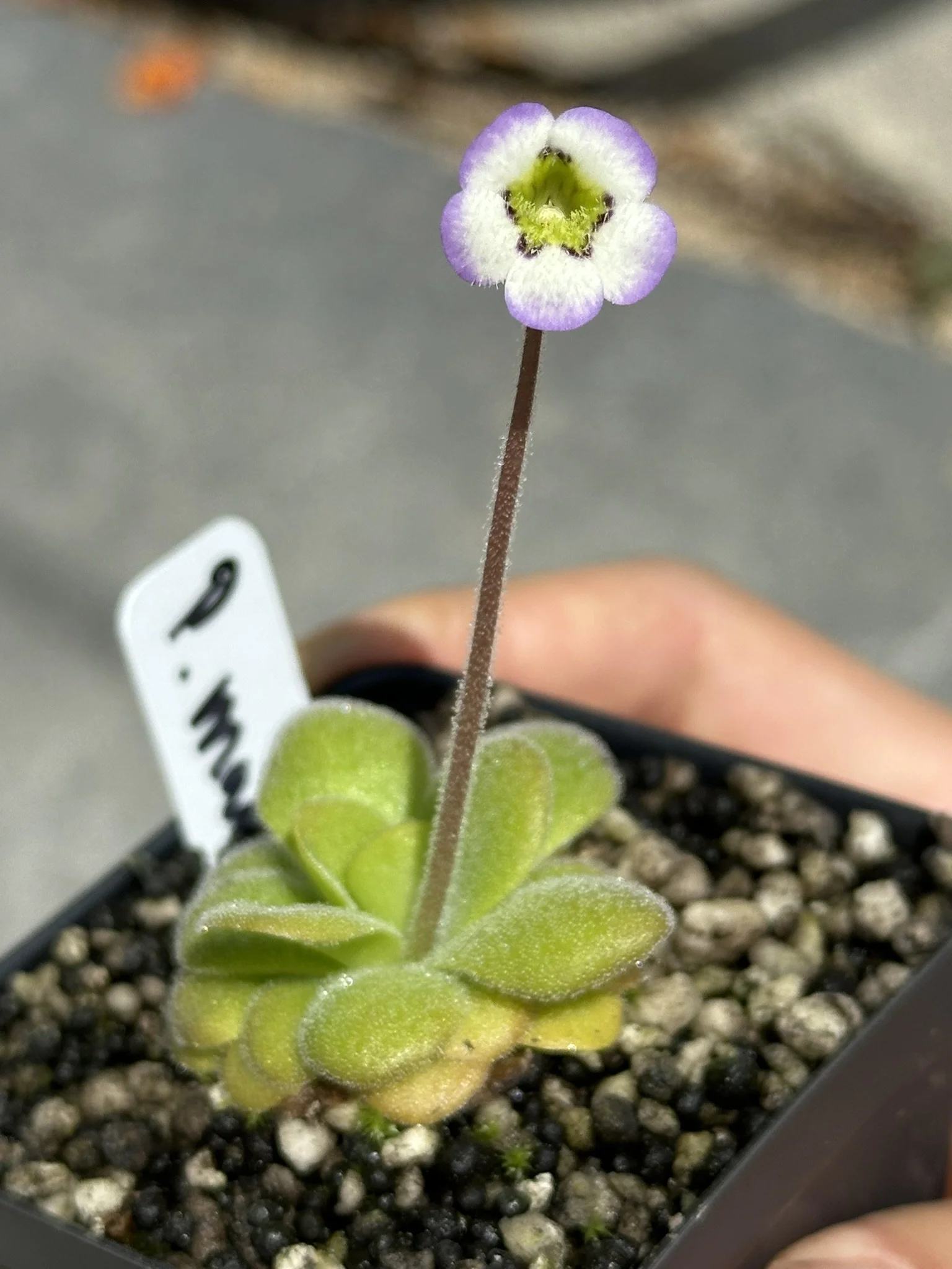 Pinguicula martinezii