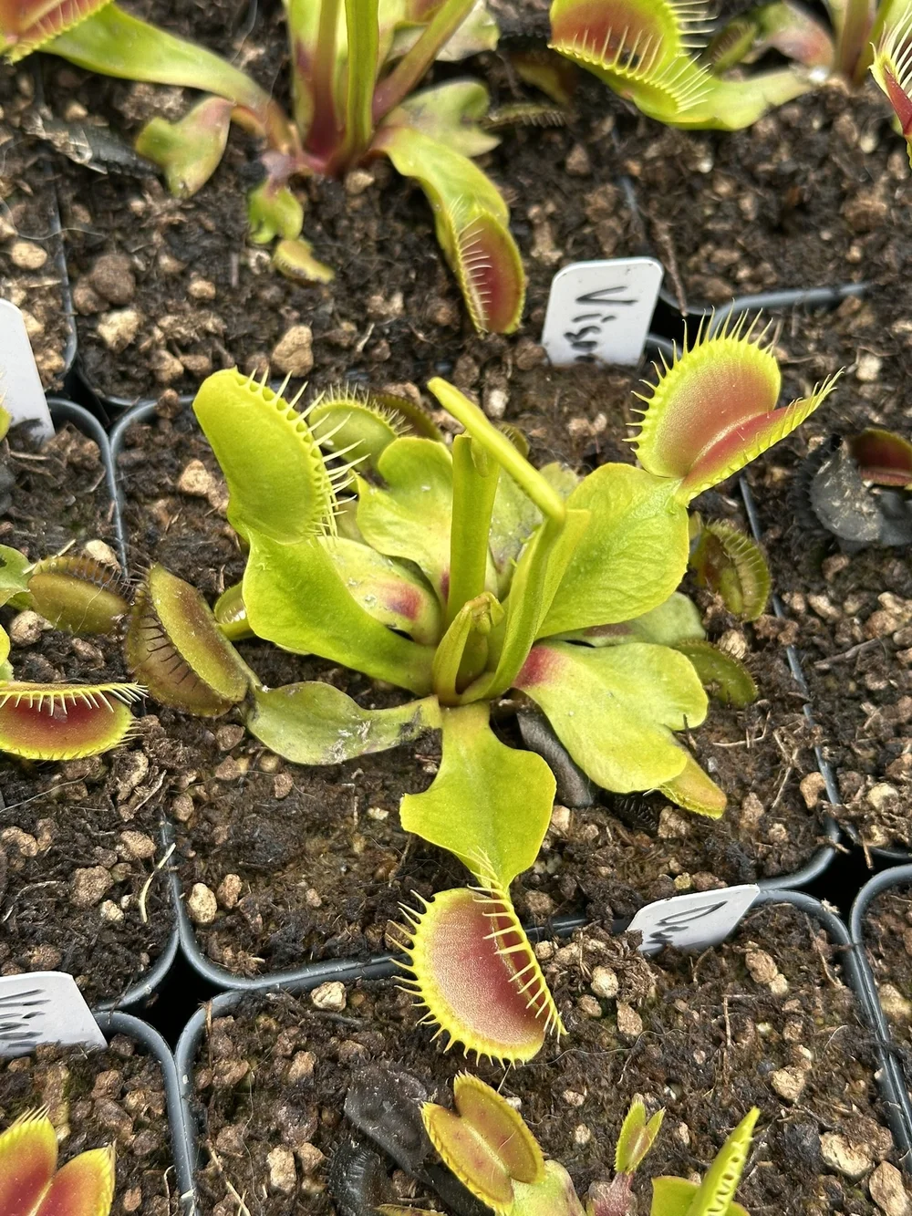 Venus Flytrap 