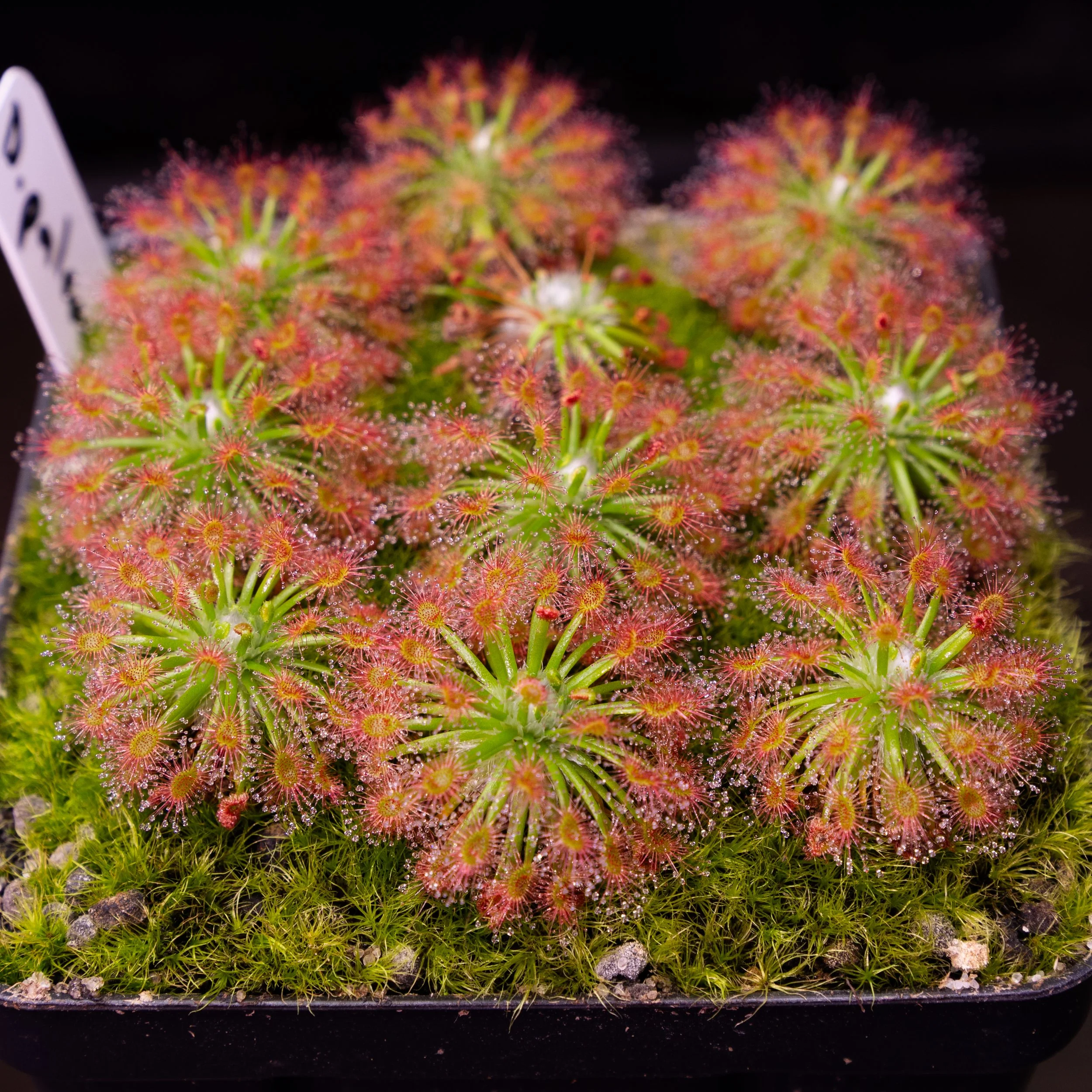 GEMMAE - Drosera paleacea "True Type"