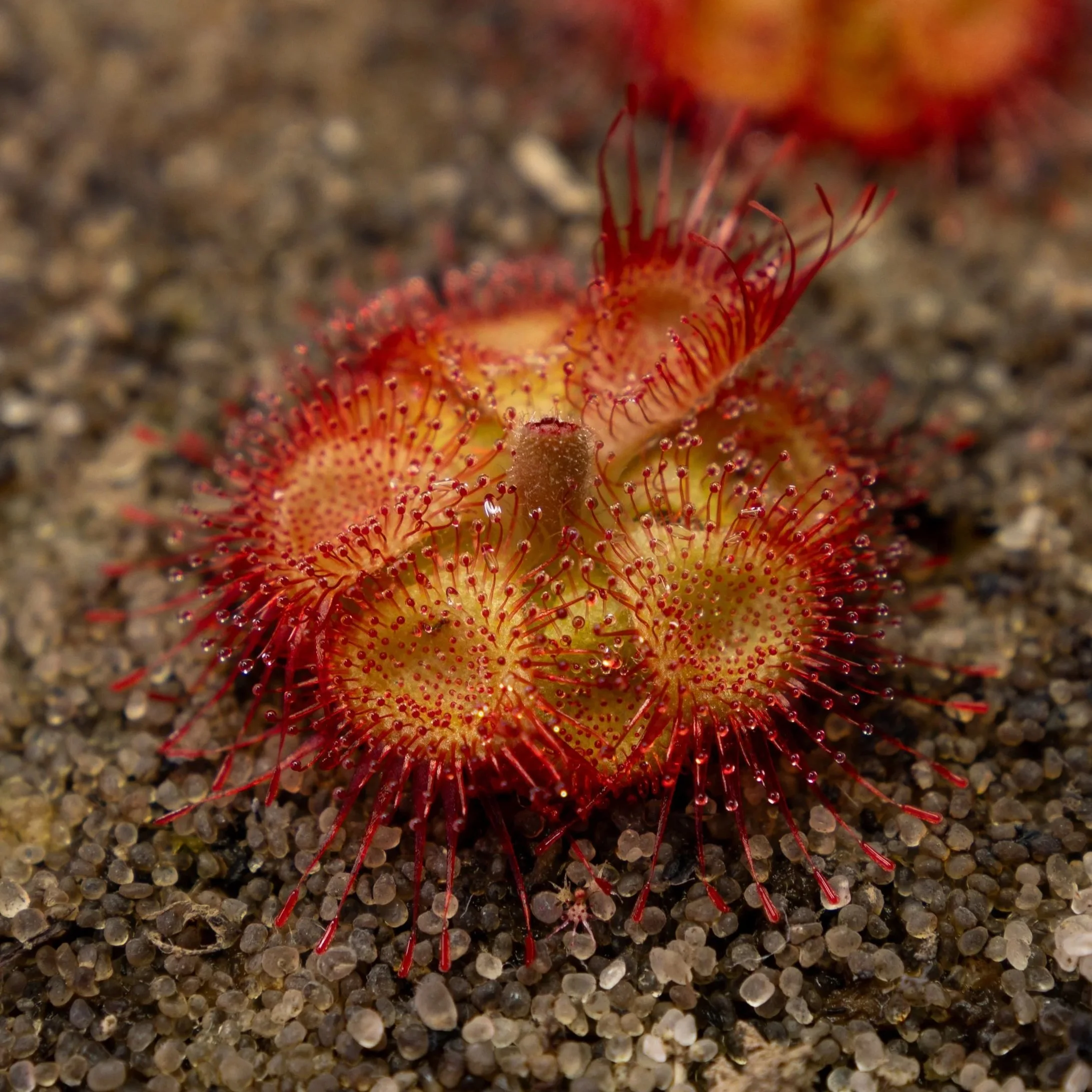 SEEDS - Drosera sessilifolia