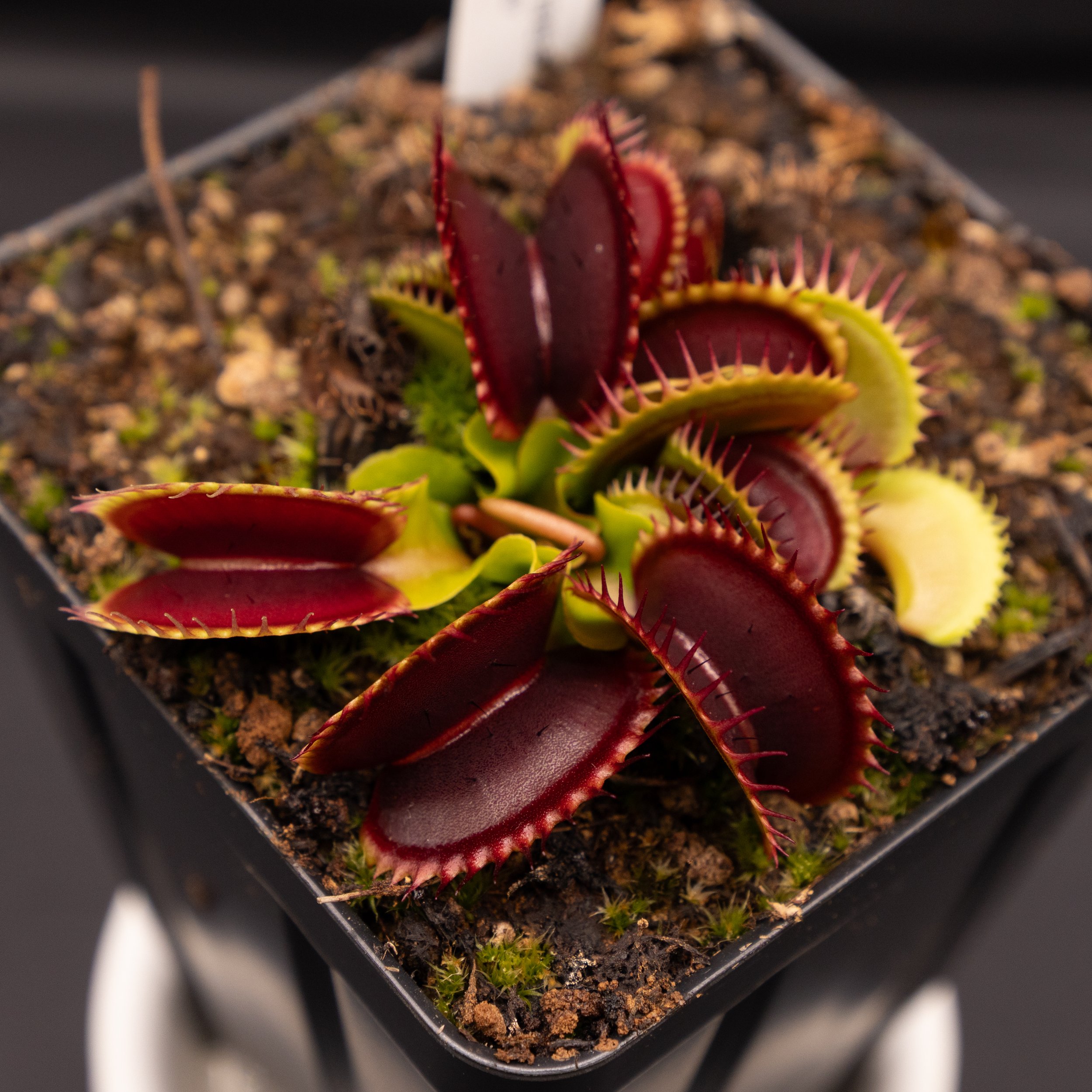 Dionaea muscipula 'Bimbo'